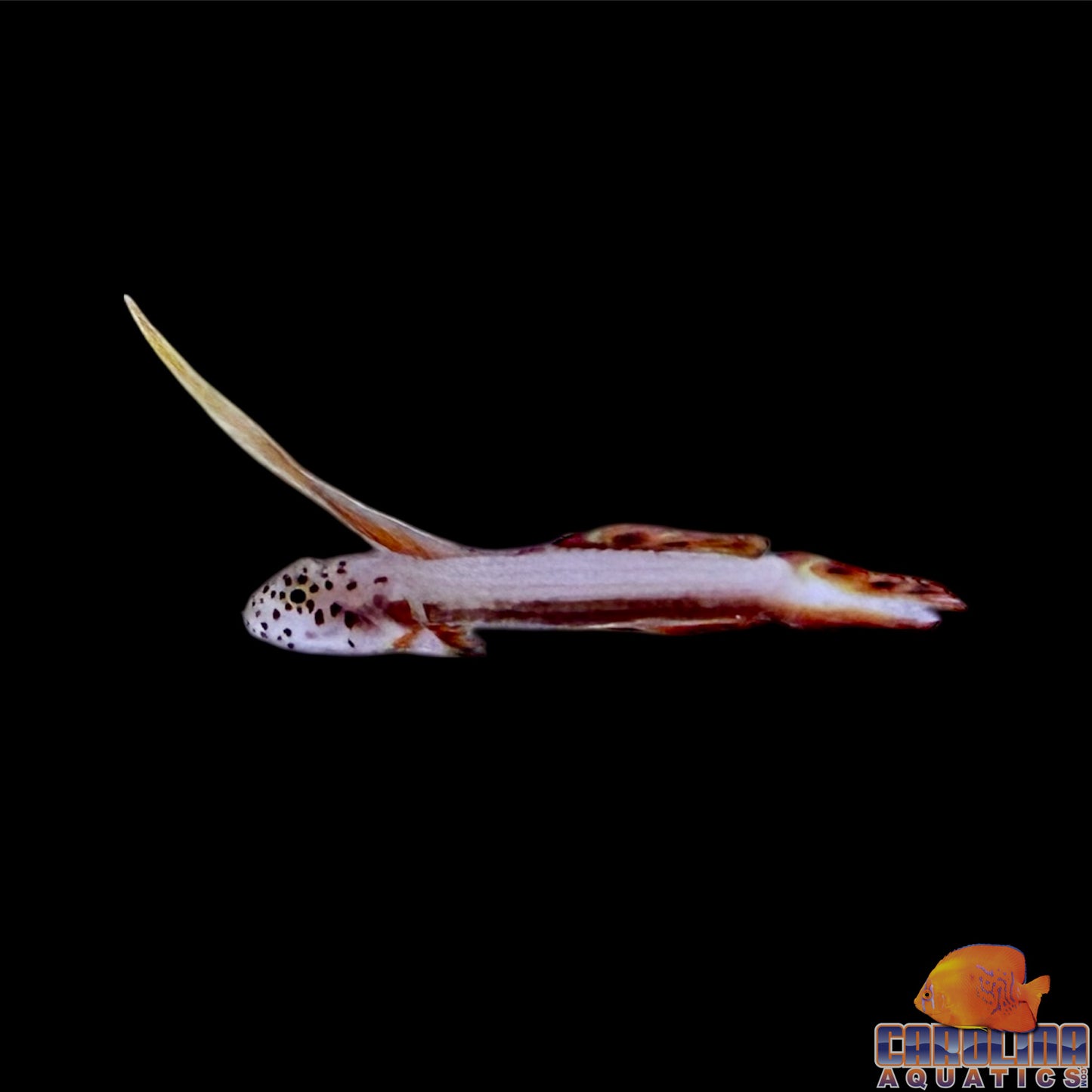 Goby - Flaming Prawn