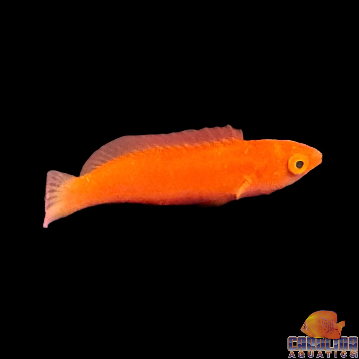 Wrasse - Fairy Magma