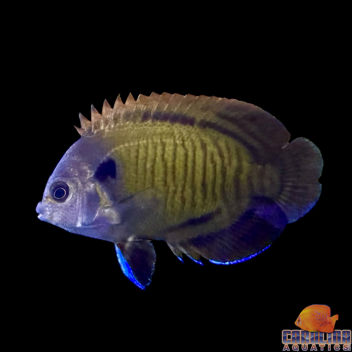 Angel - Bluefin Lg