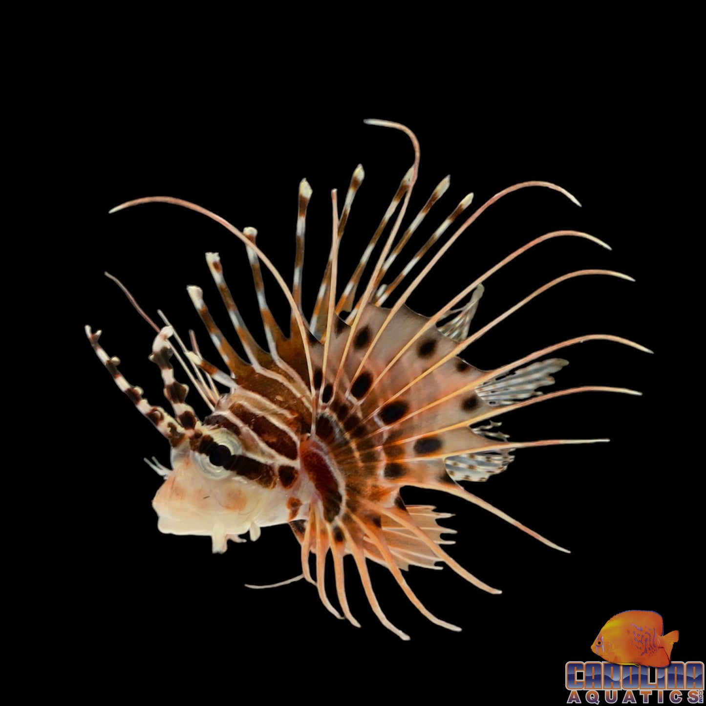 Lionfish - White Fin
