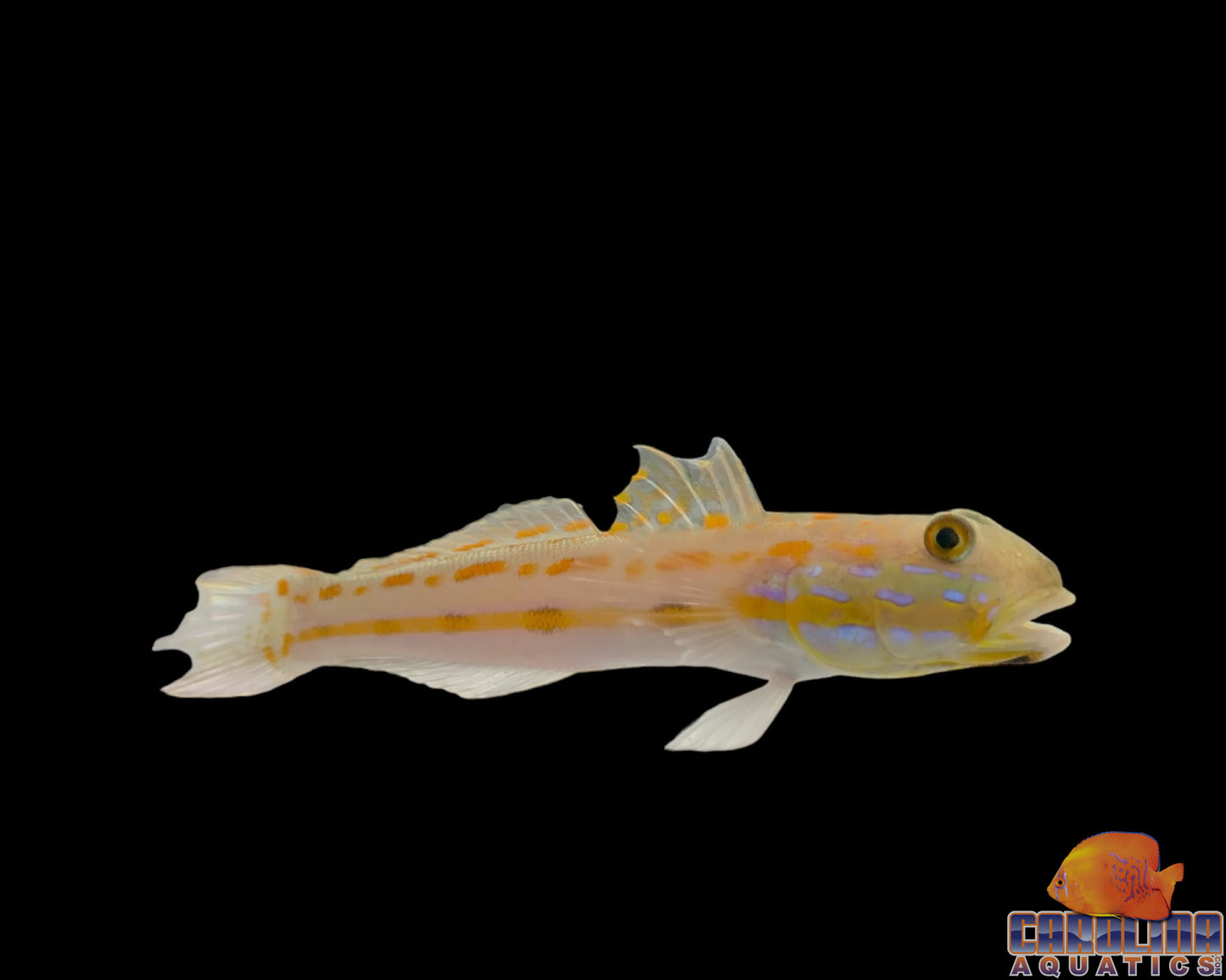 Goby - Diamond Lg