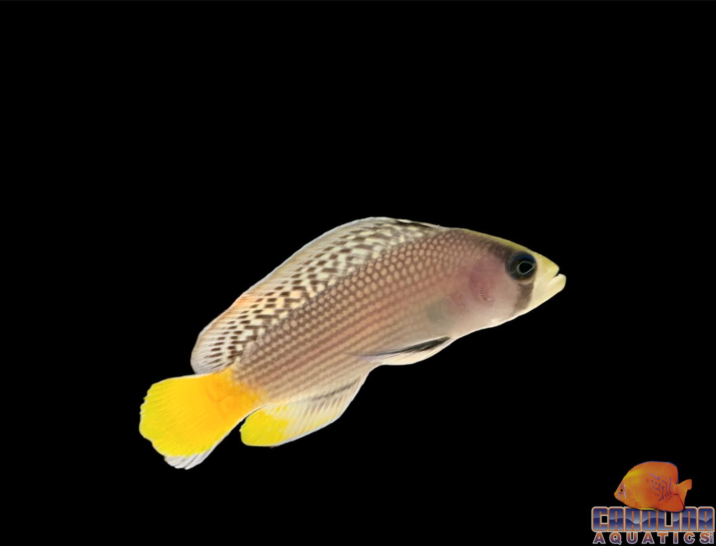 Dottyback - Splendid Wild