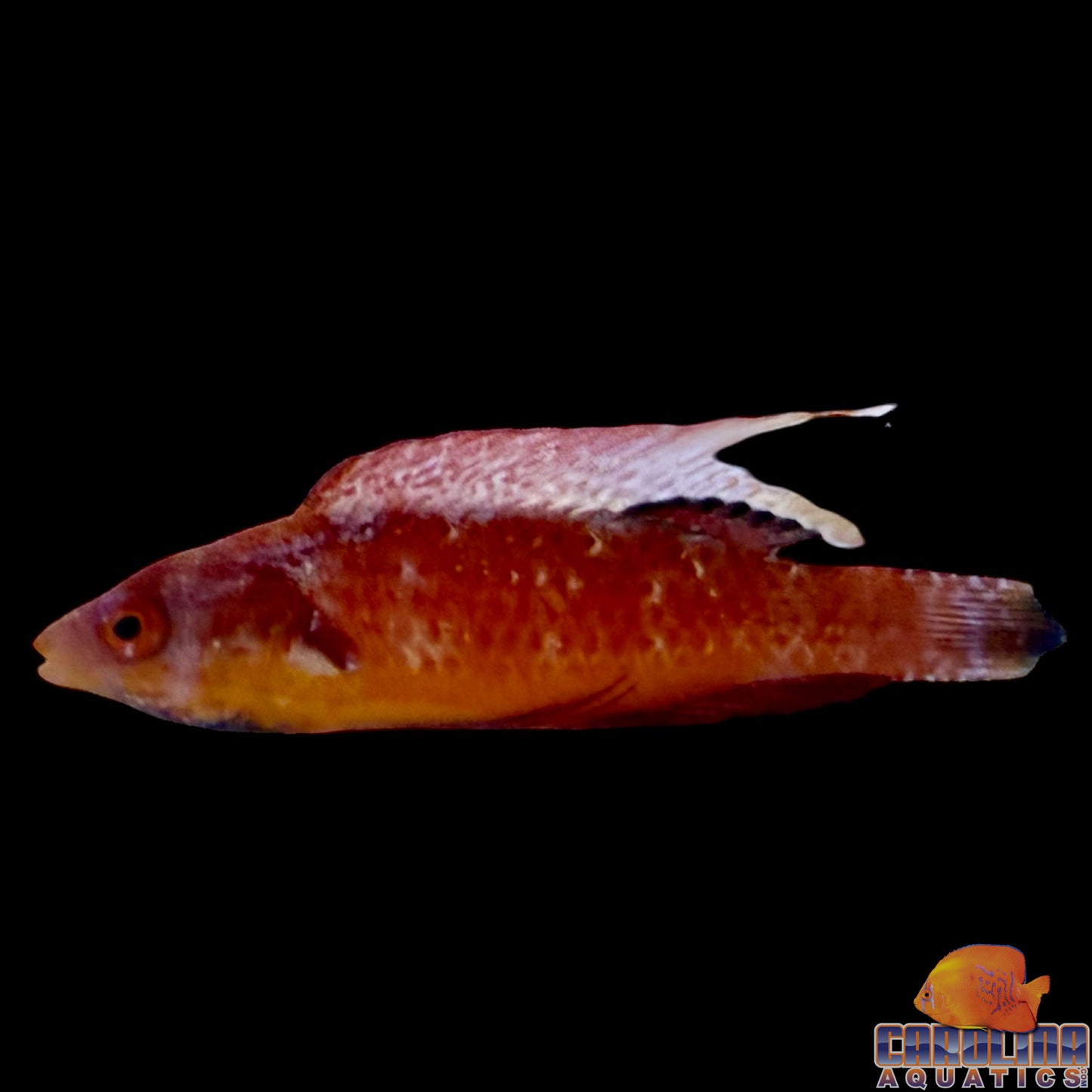 Wrasse - Tono's Fairy