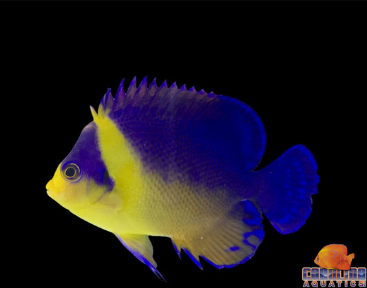 Angel - Venustus