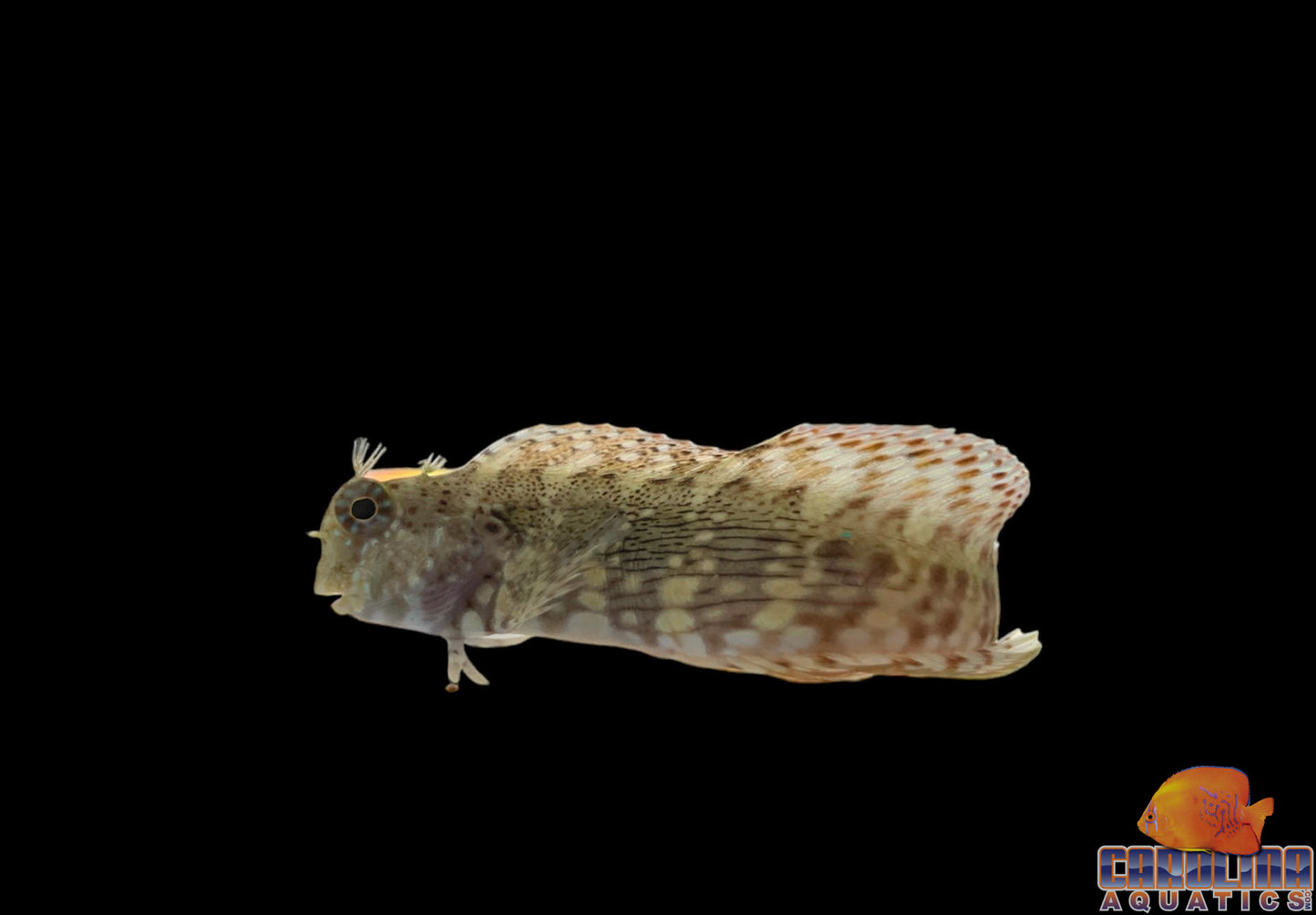 Blenny - Lawnmower Md/Lg