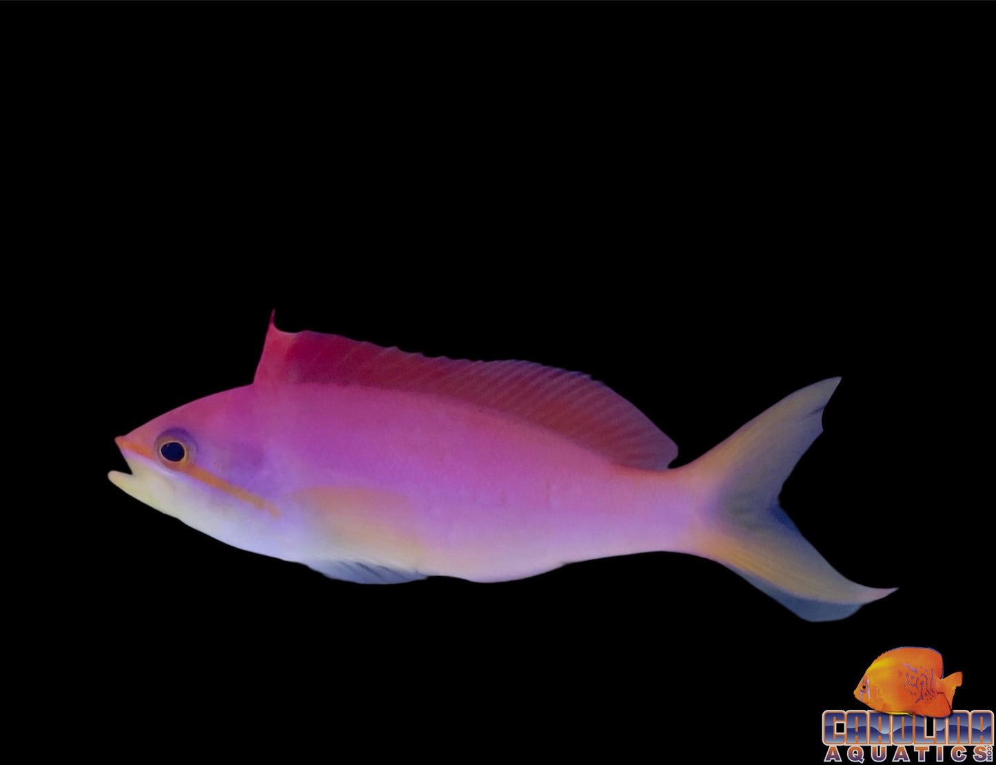Anthias - Dispar