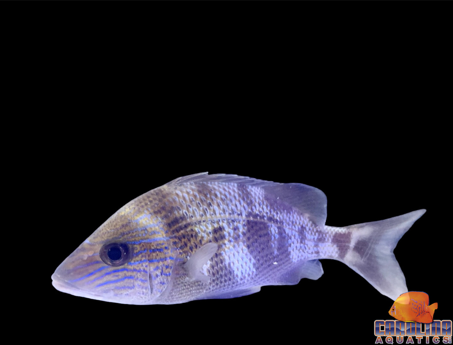 Grunt - Blue Stripe