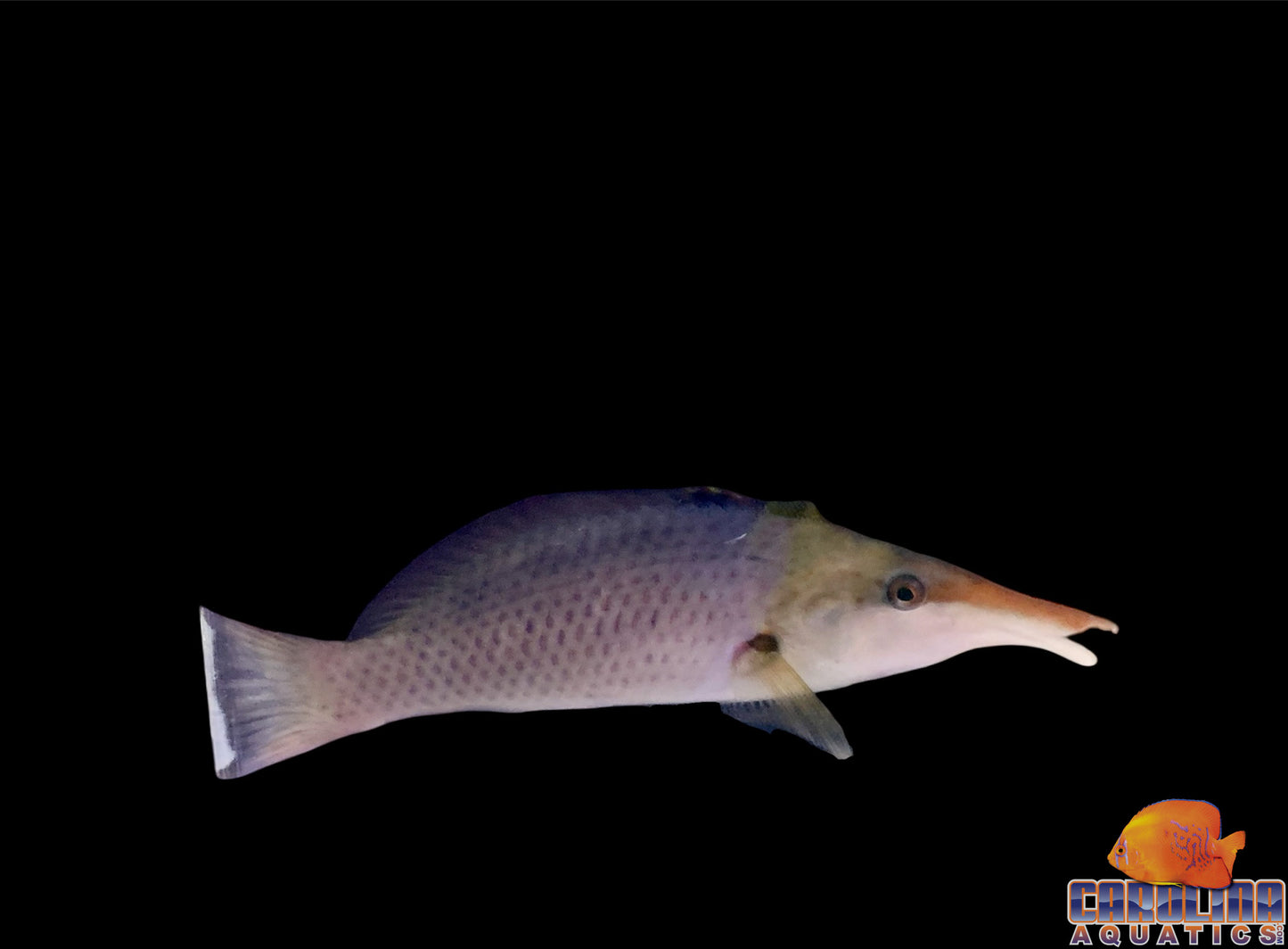 Wrasse - Bird Brown Lg (female)