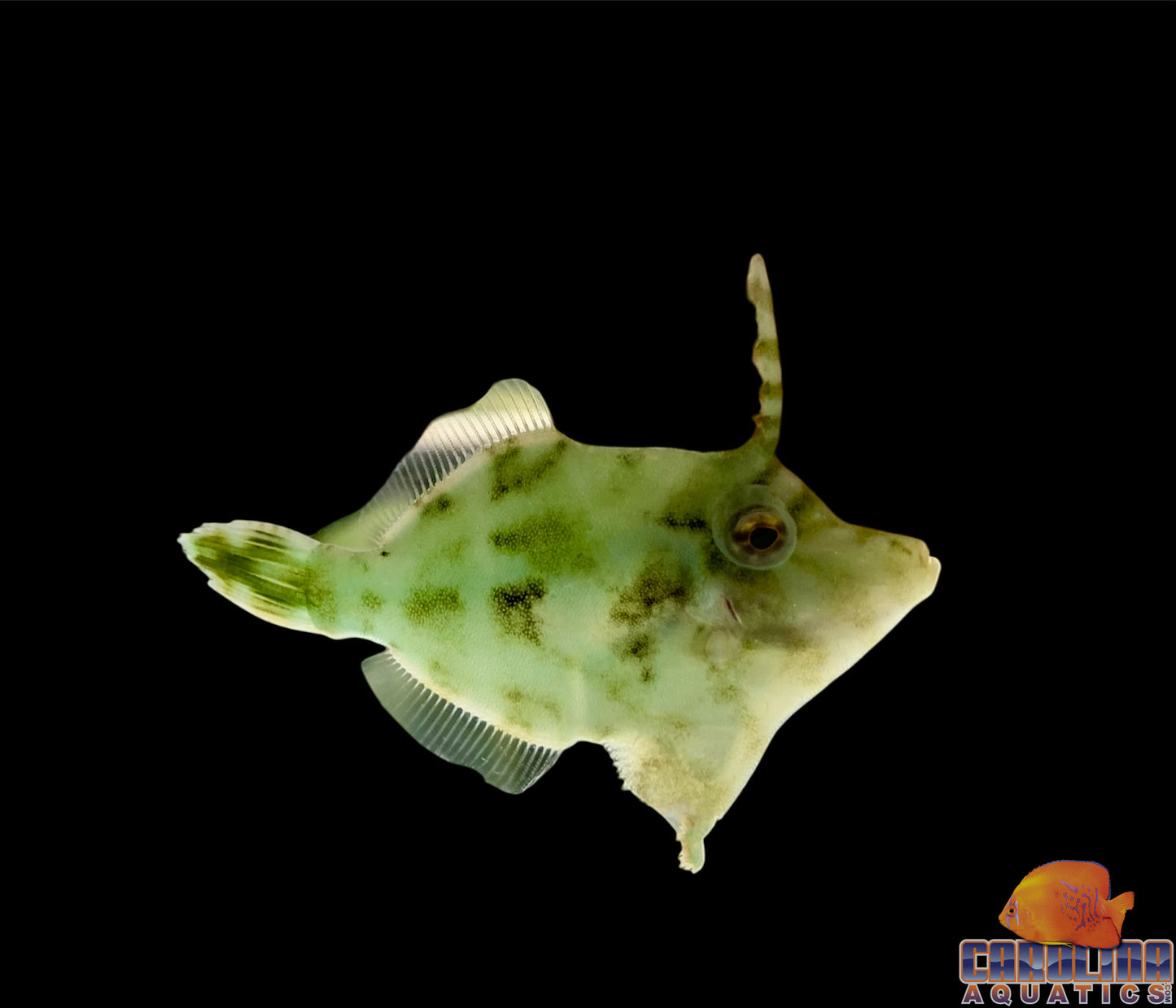 Filefish - Green (eats majanos)