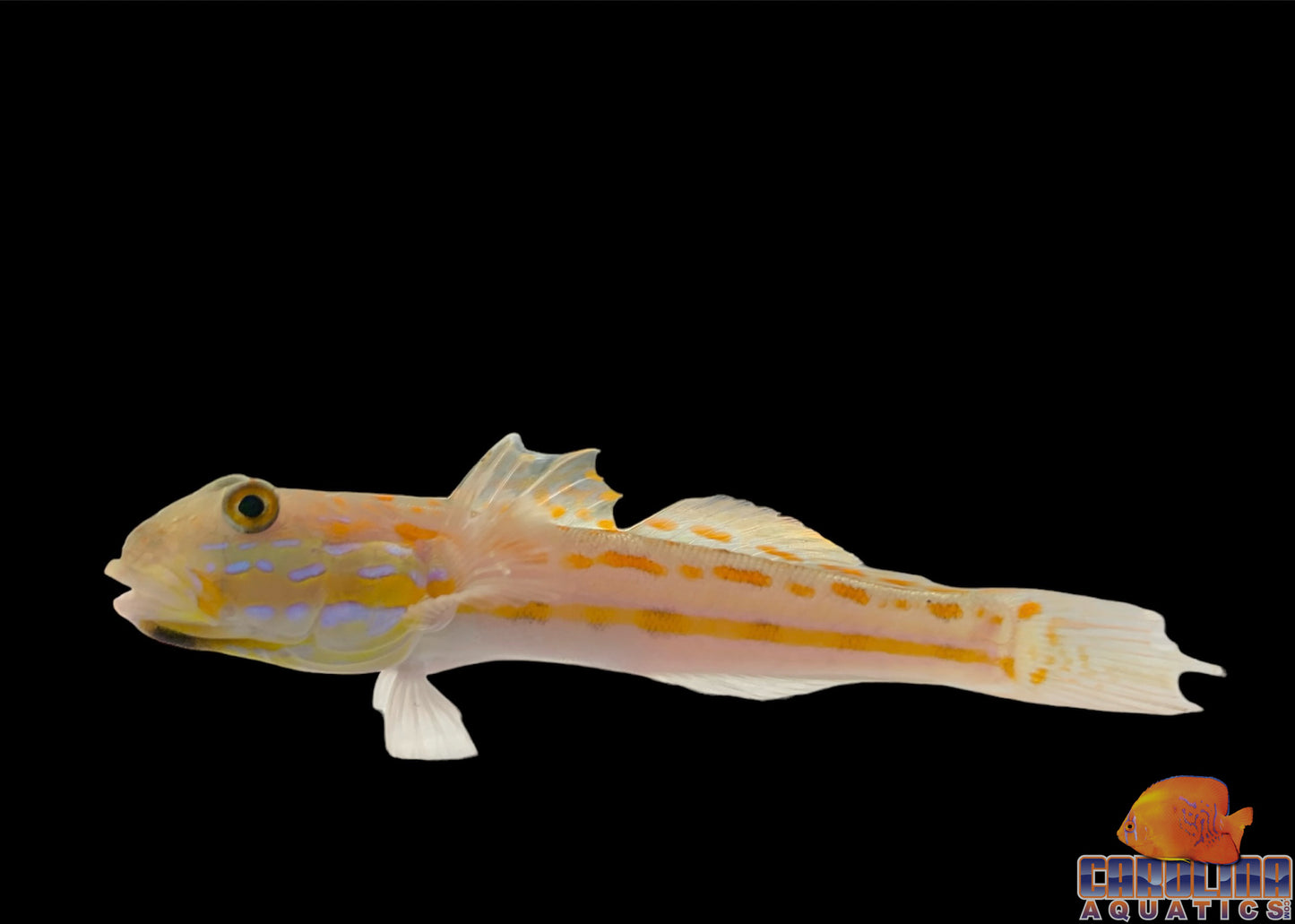 Goby - Diamond Lg