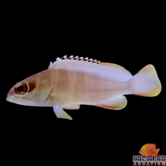 Grouper - Blacktip