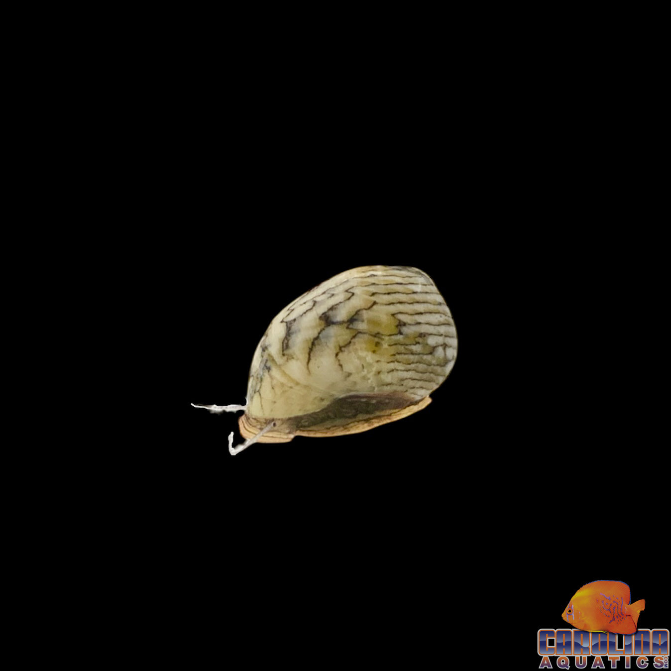 Snail - Nerite Saltwater