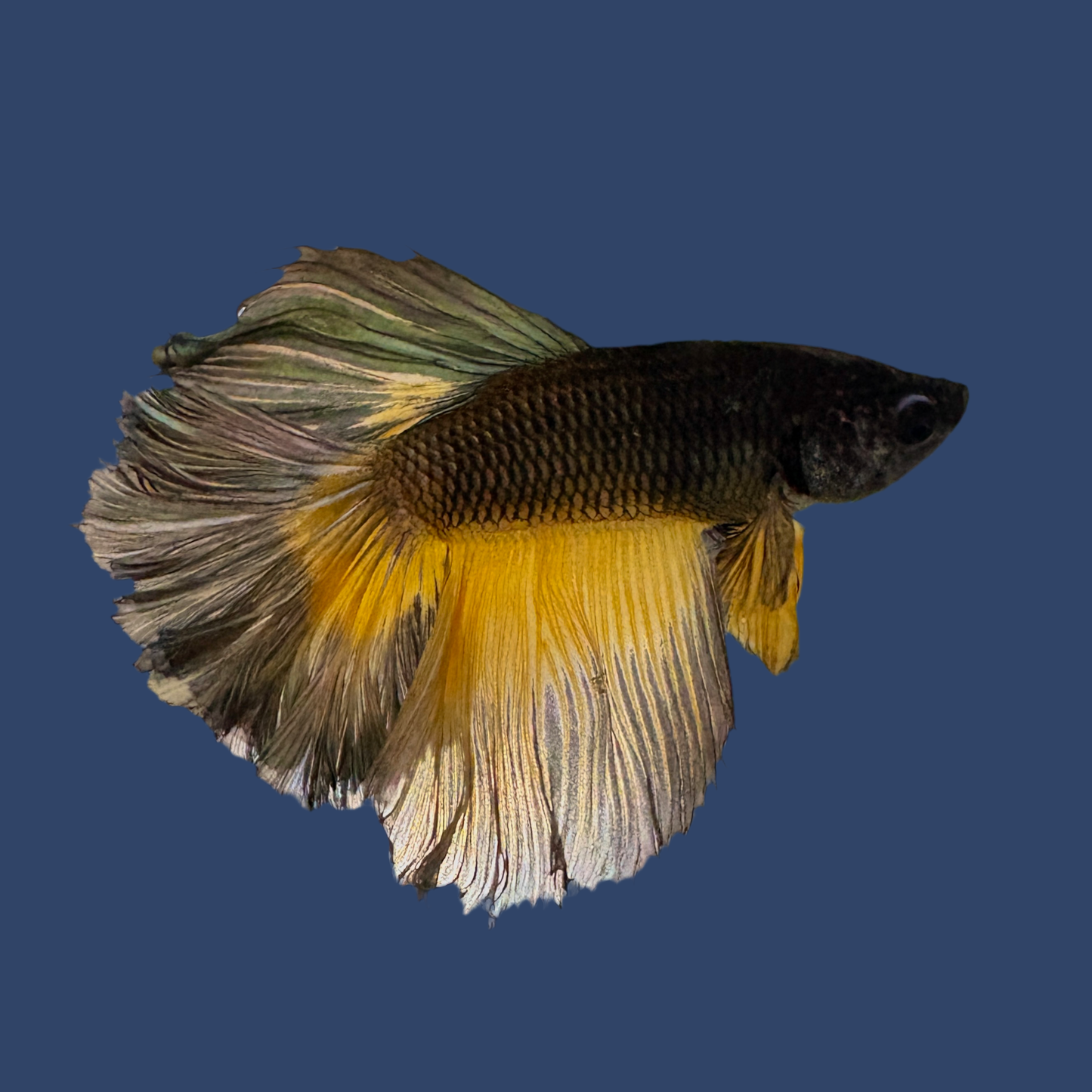 Betta -Mustard Gas Featherfin Halfmoon