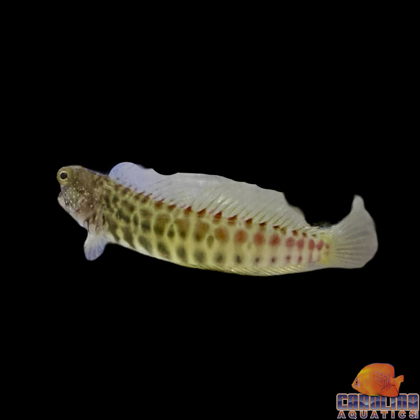 Blenny - Segmented