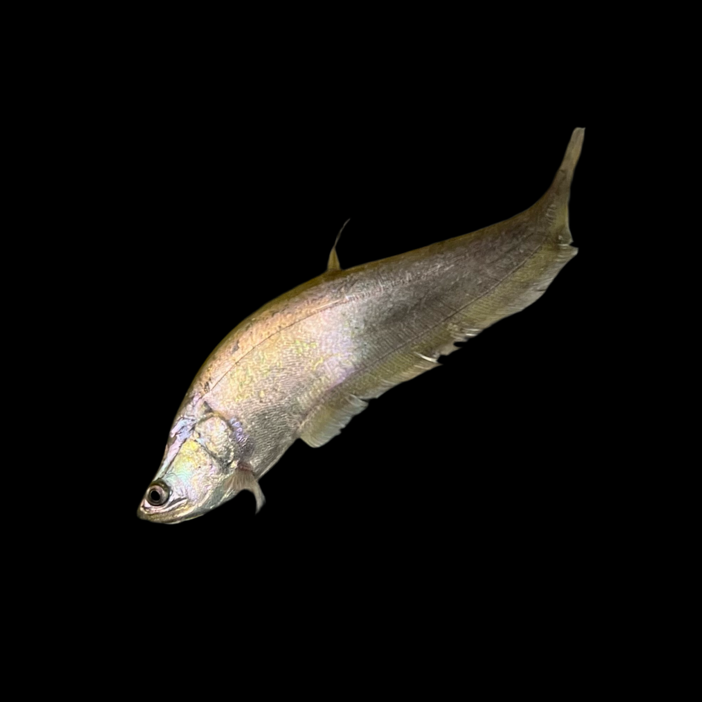 Knifefish - Indian Featherback 5-6in