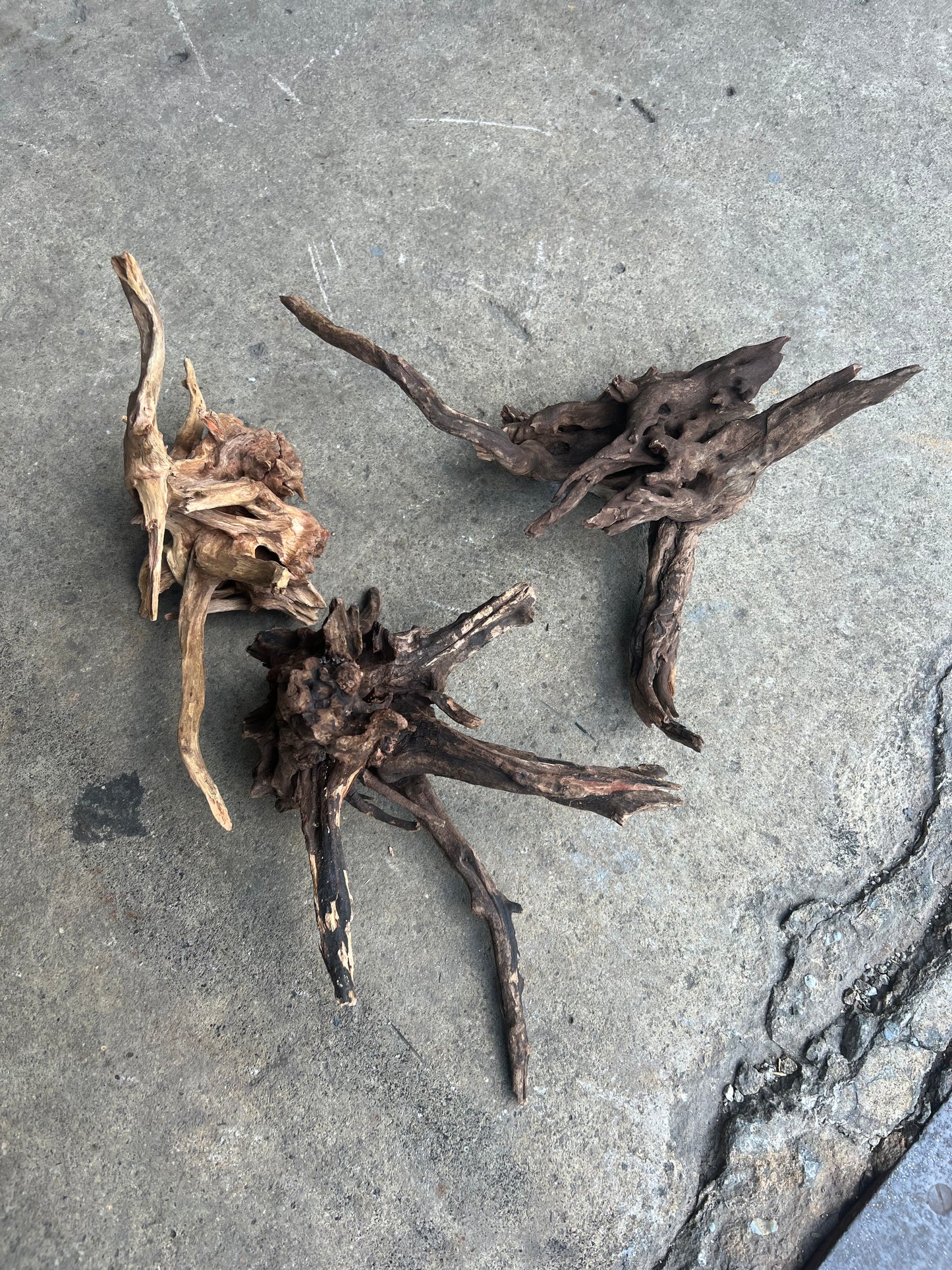 Driftwood - Carolina Black Spider Wood