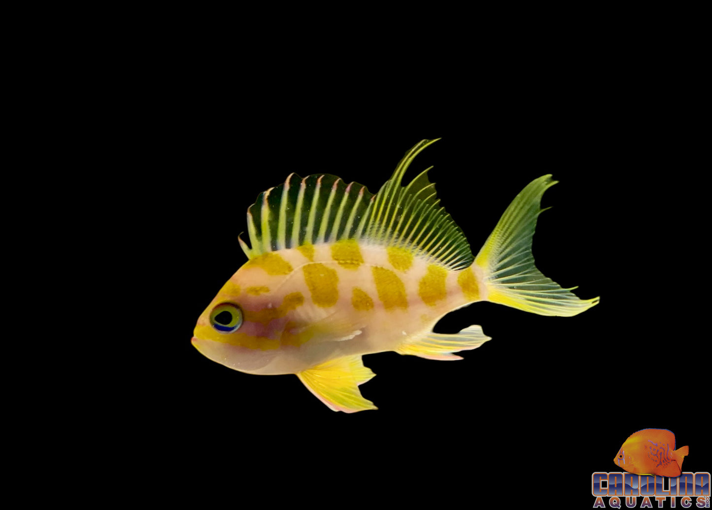 Anthias - Borbonious Lg