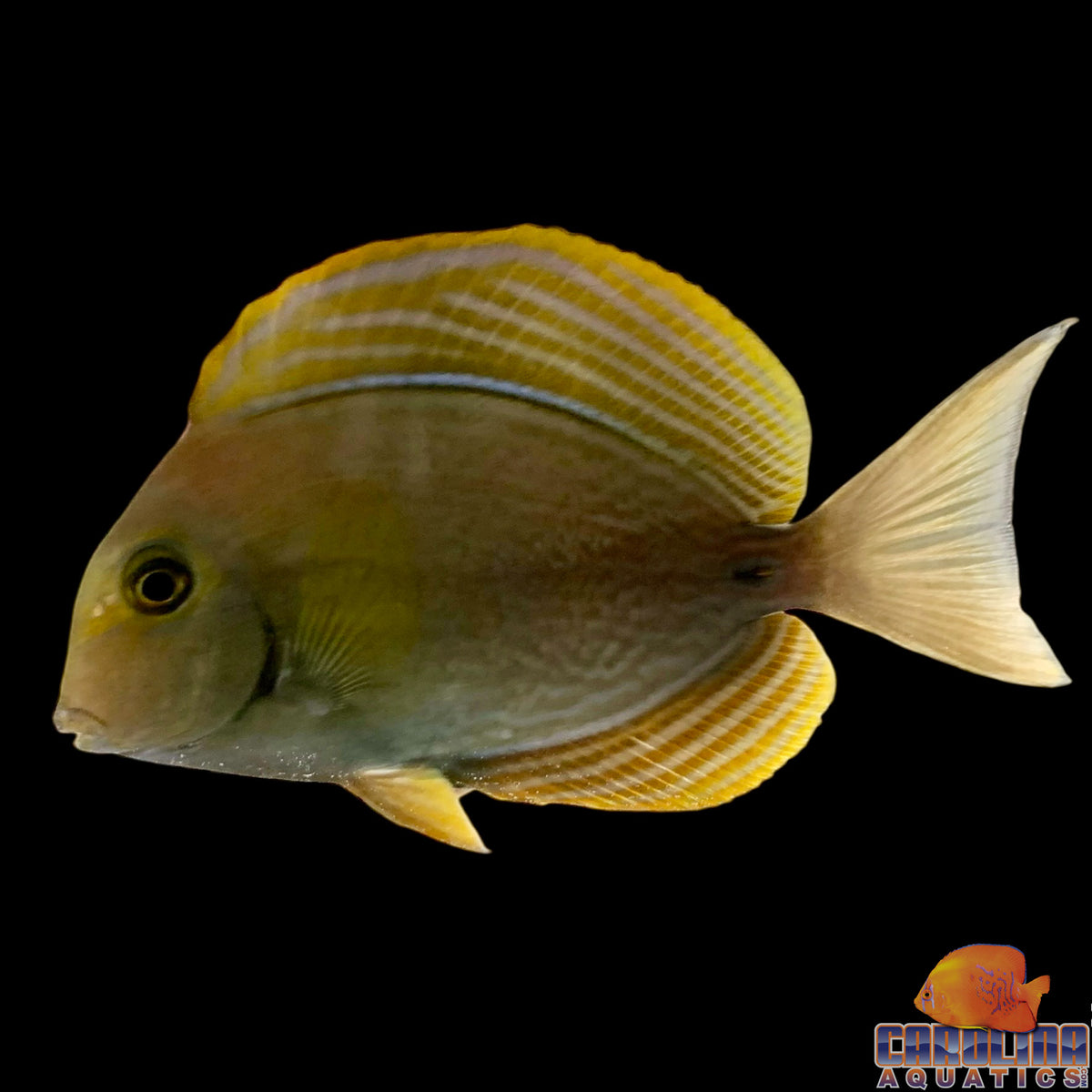 Tang - Yellowfin Tiny