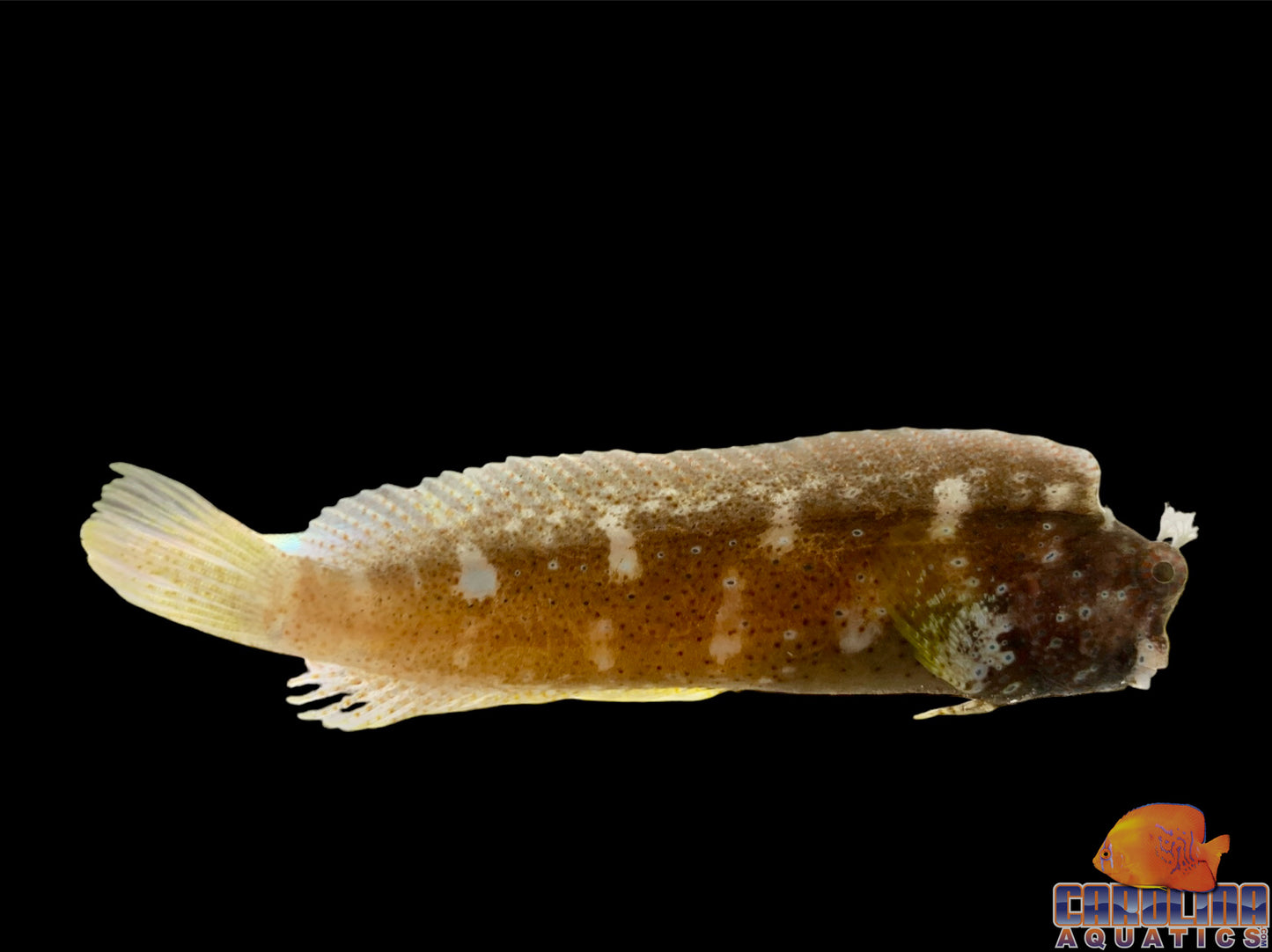 Blenny - Starry Med