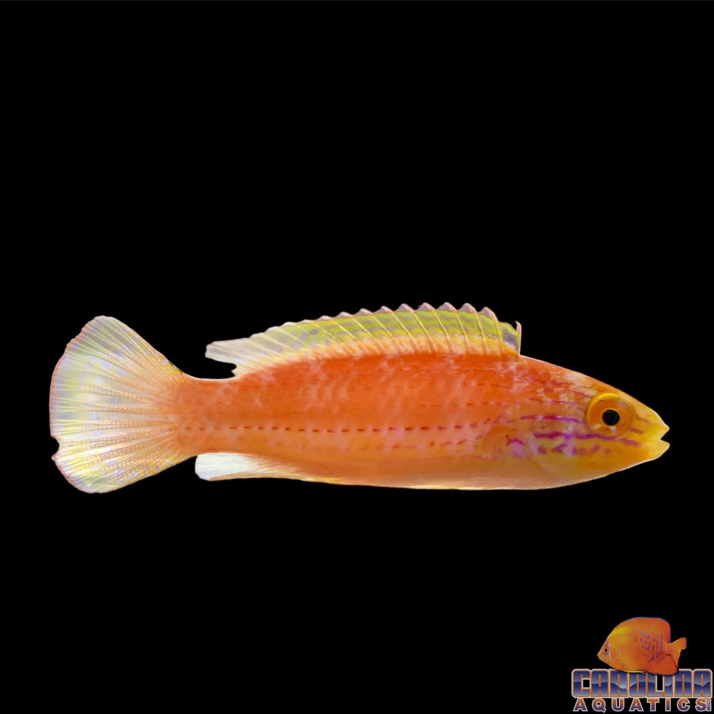 Wrasse - Fairy Kato's