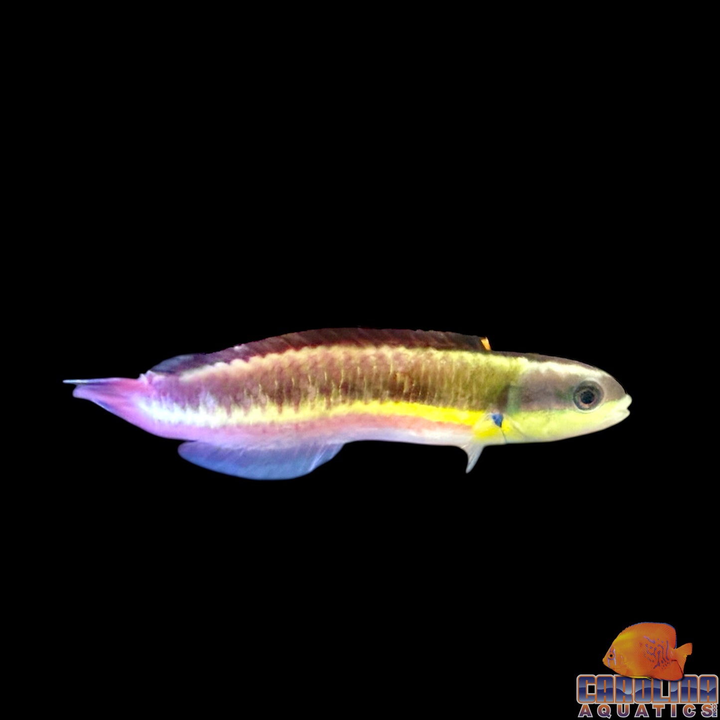 Wrasse - Rainbow Cortez Juv