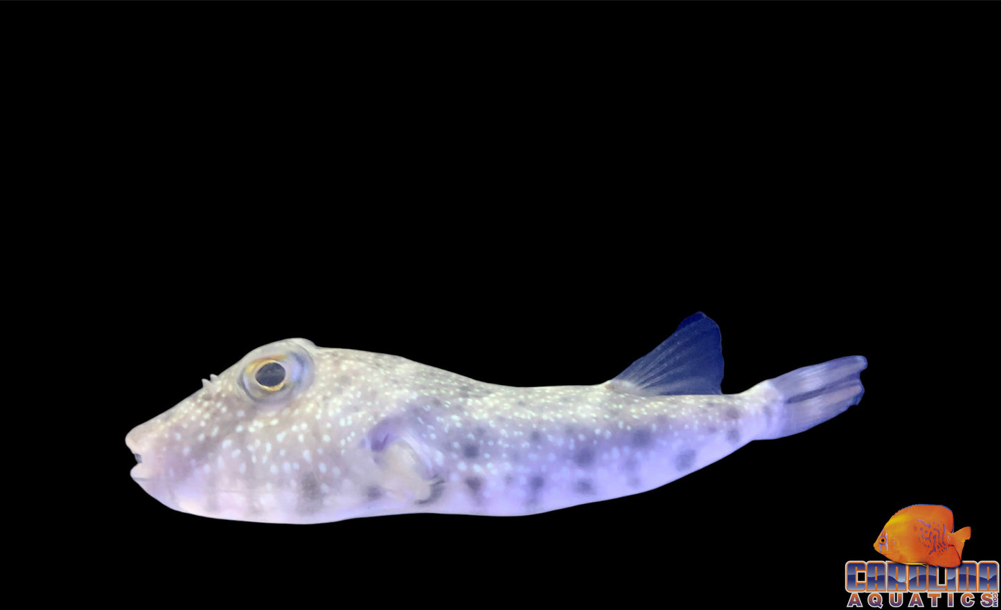 Puffer - Southern Lg