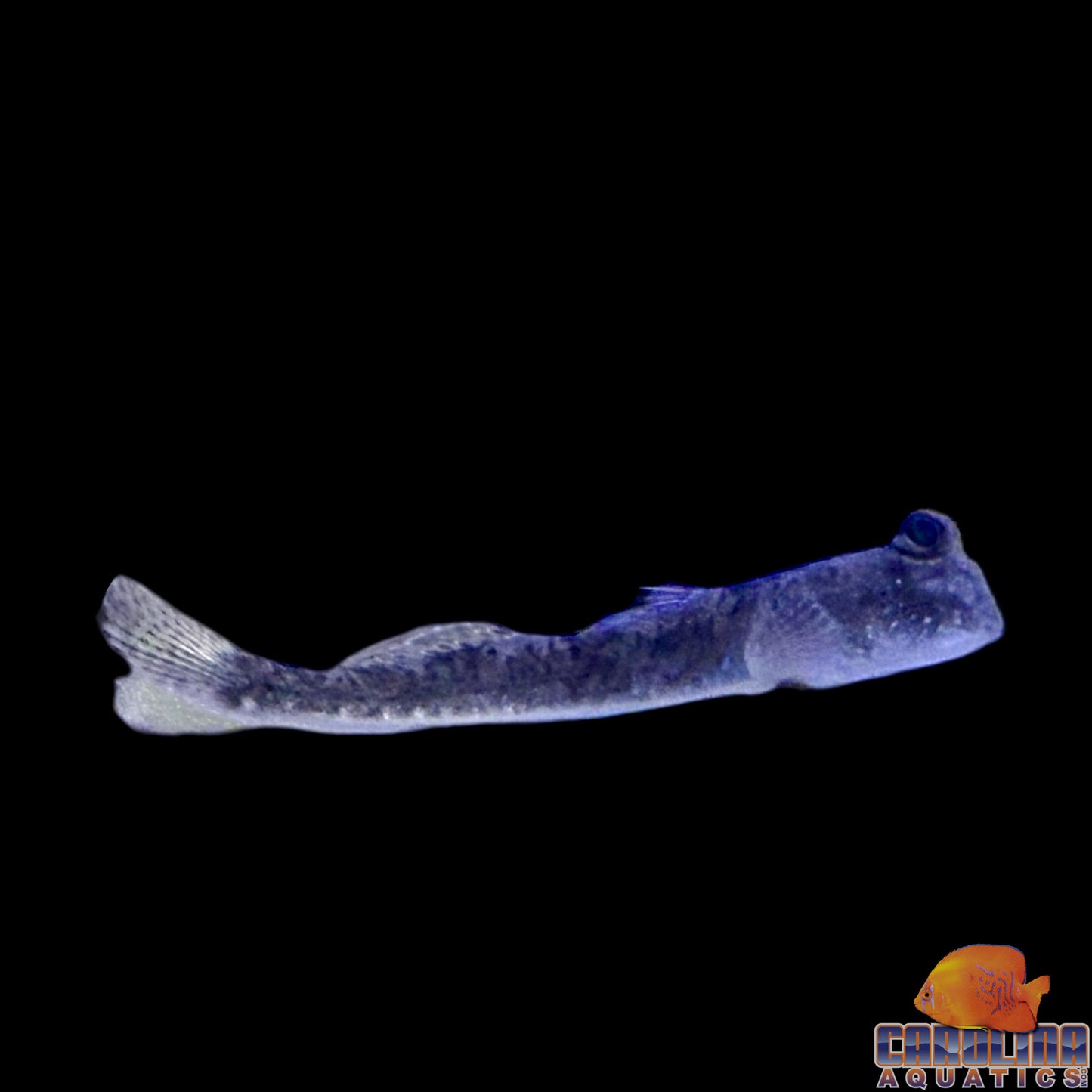 Mudskipper - Barred