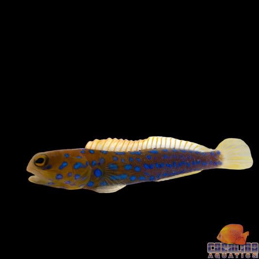 Jawfish - Blue Dot