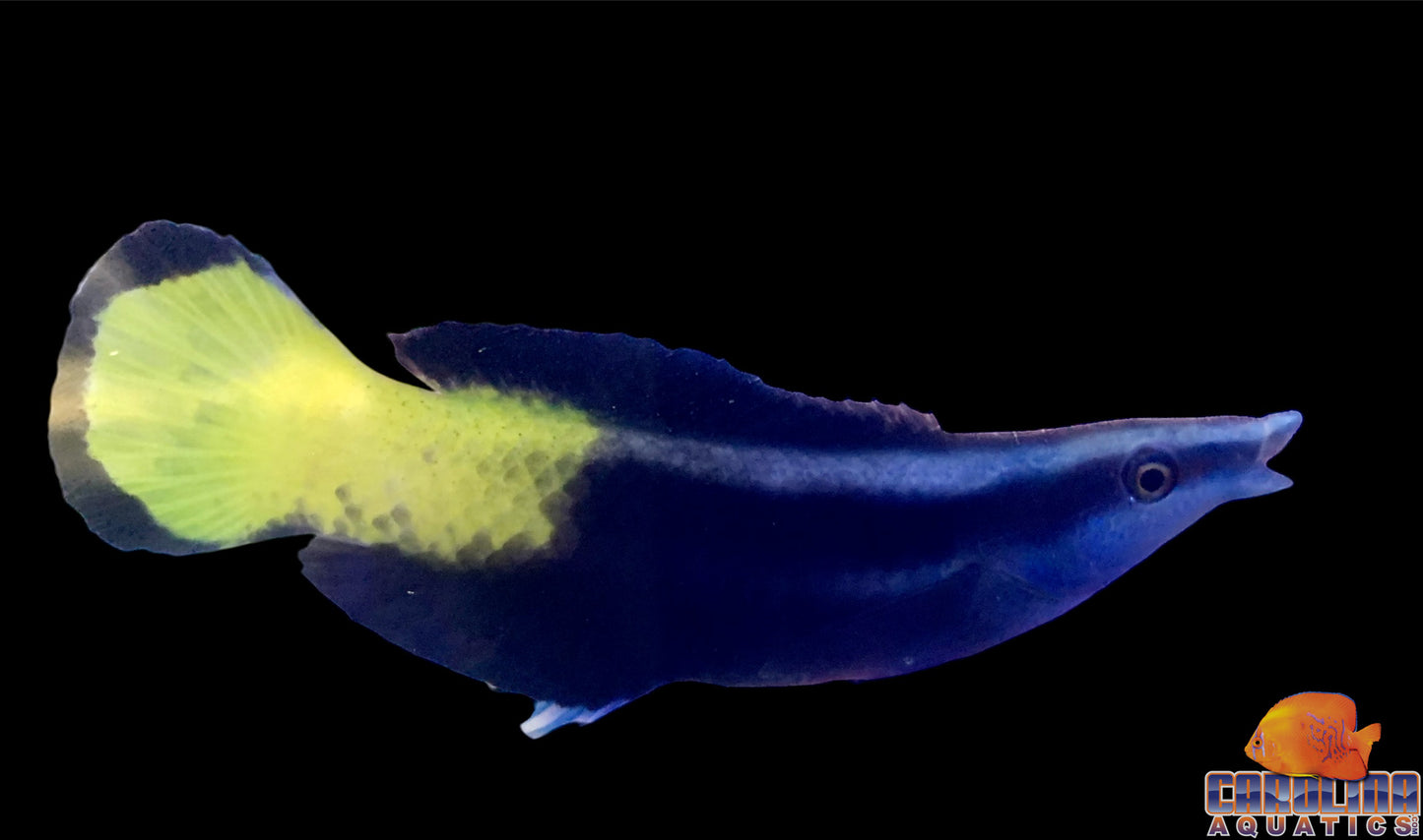 Wrasse - Cleaner Bicolor