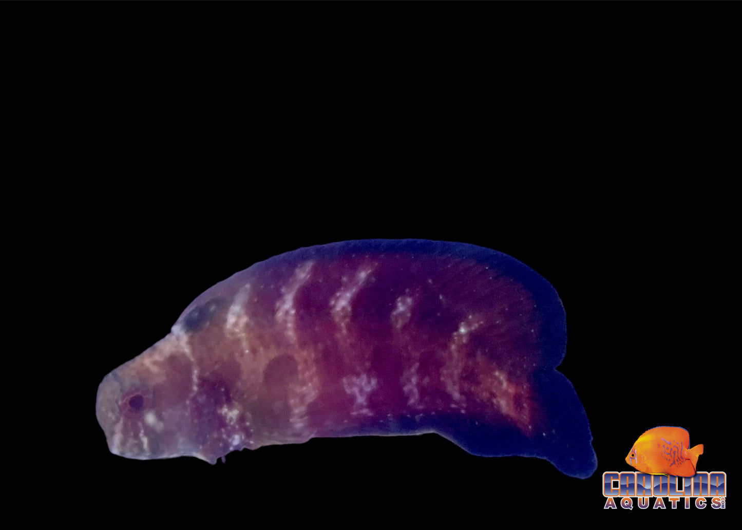 Blenny - Sailfin Black