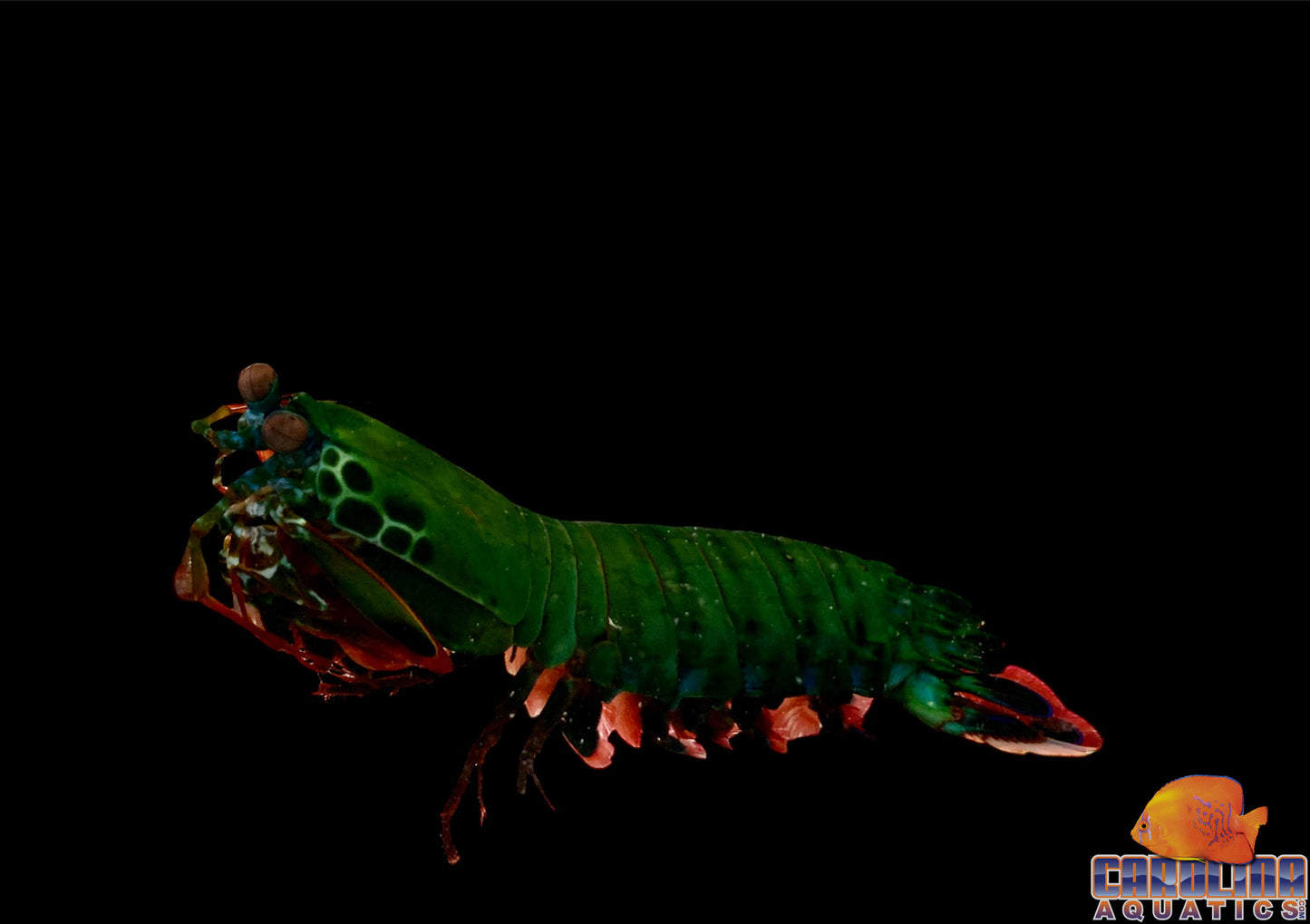 Shrimp - Peacock Mantis