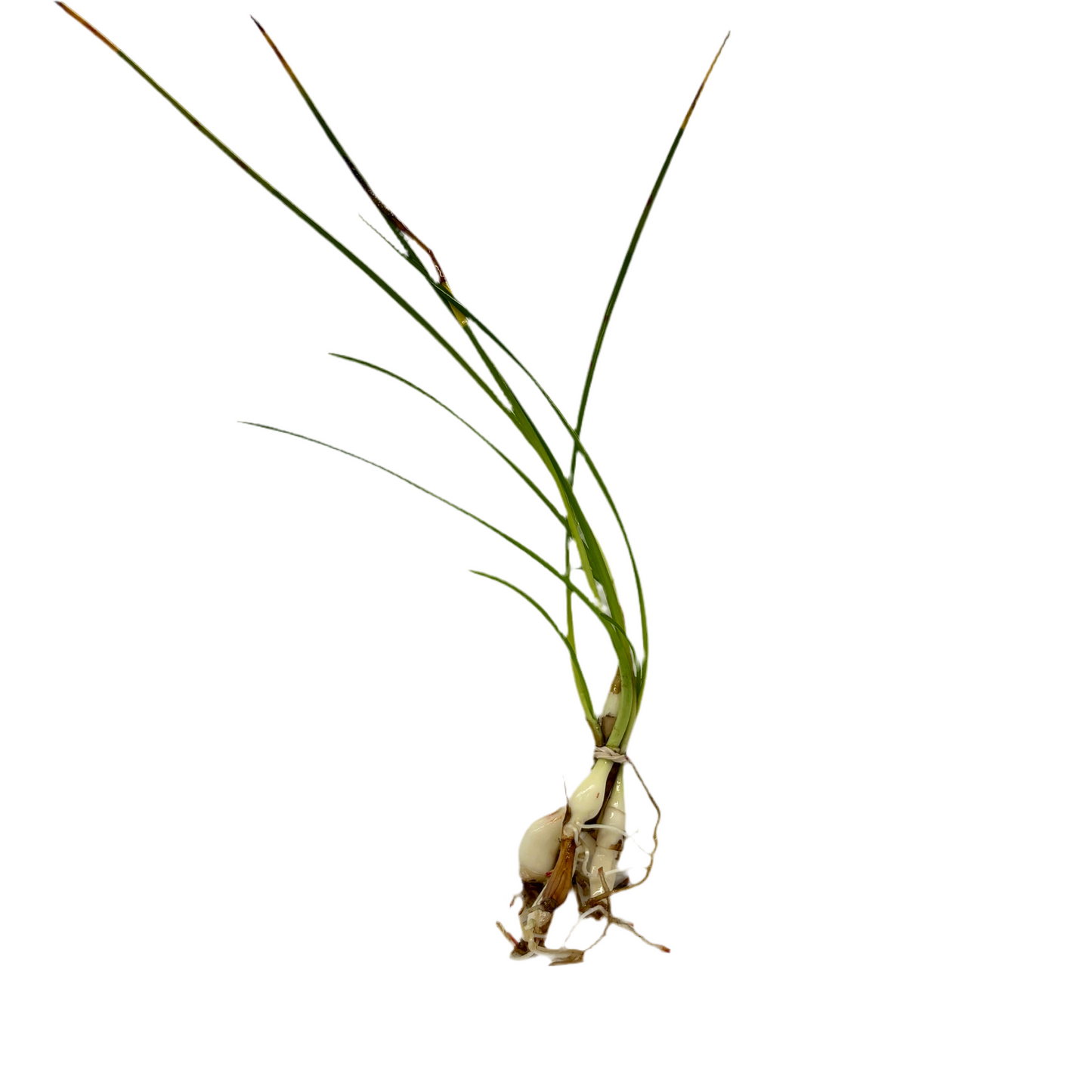 Onion Dwarf Plant