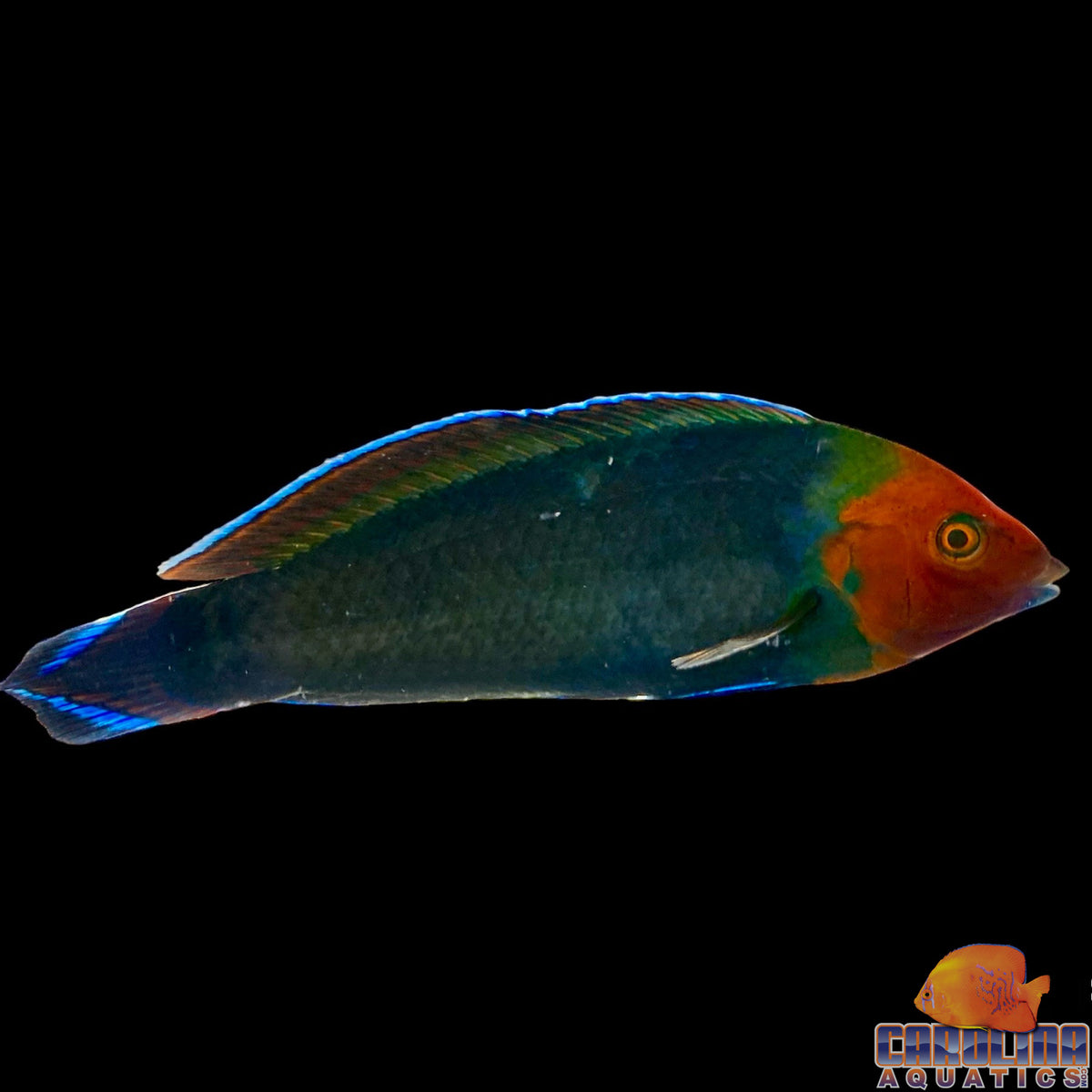 Wrasse - Red Head