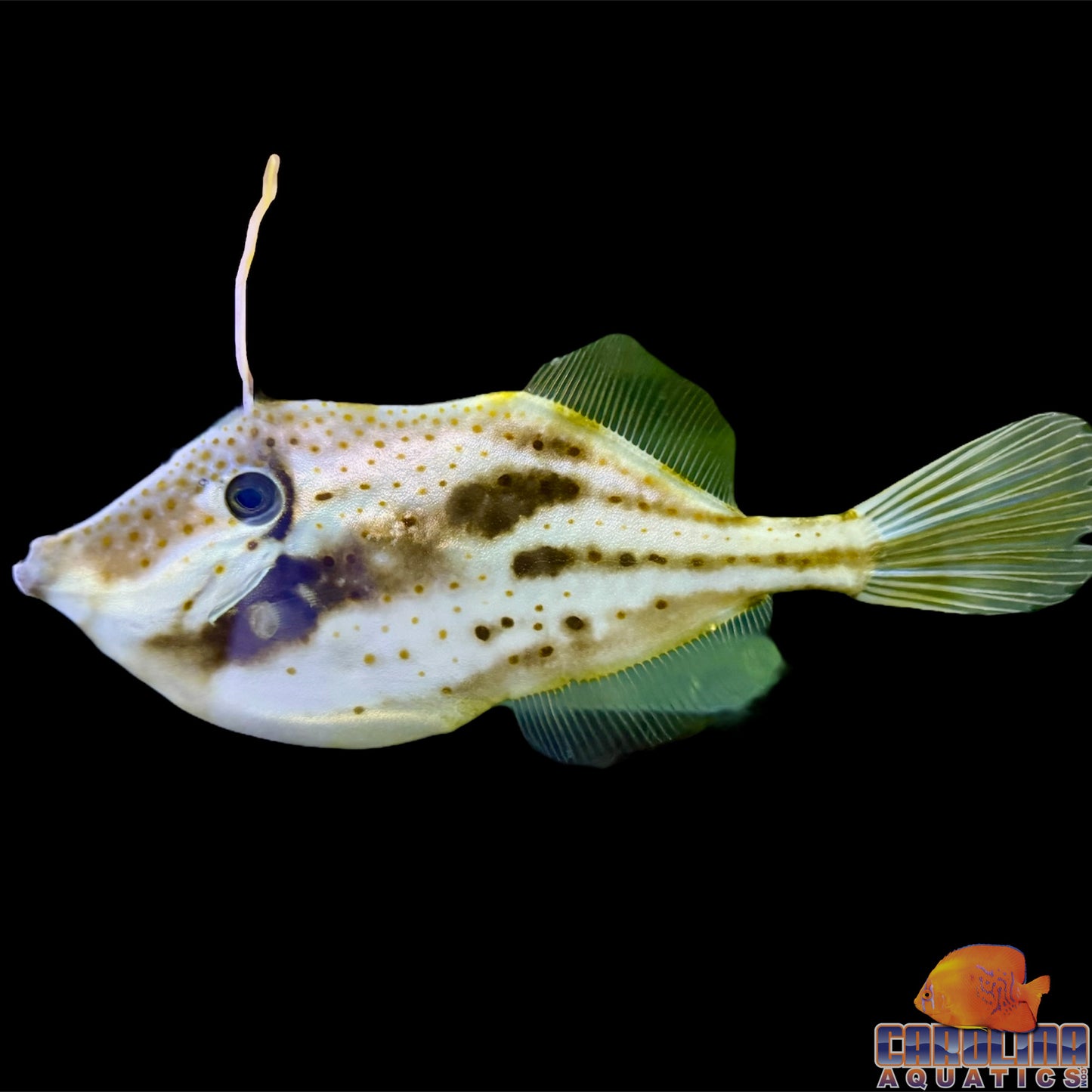 Filefish - Orange Lg