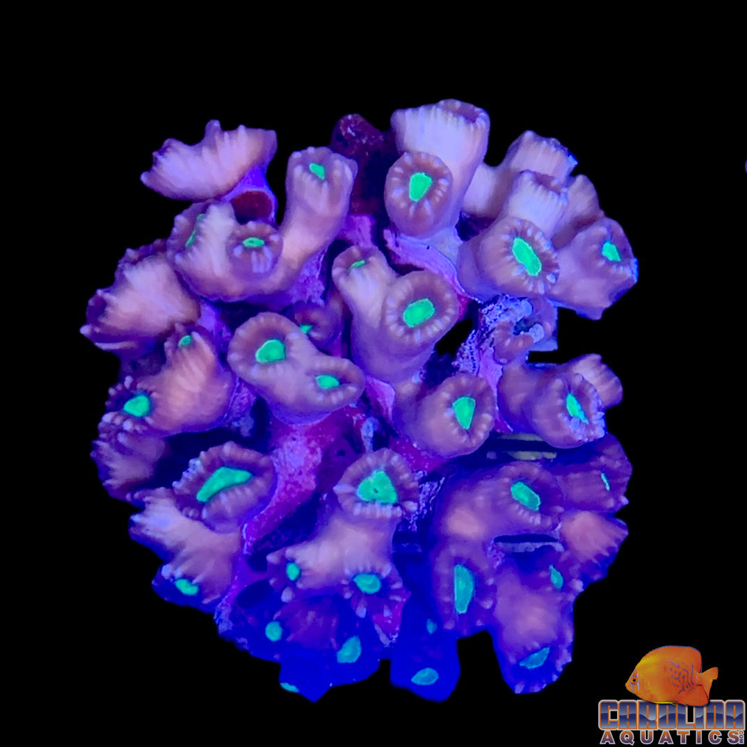 Fiji - Caulustrea Md