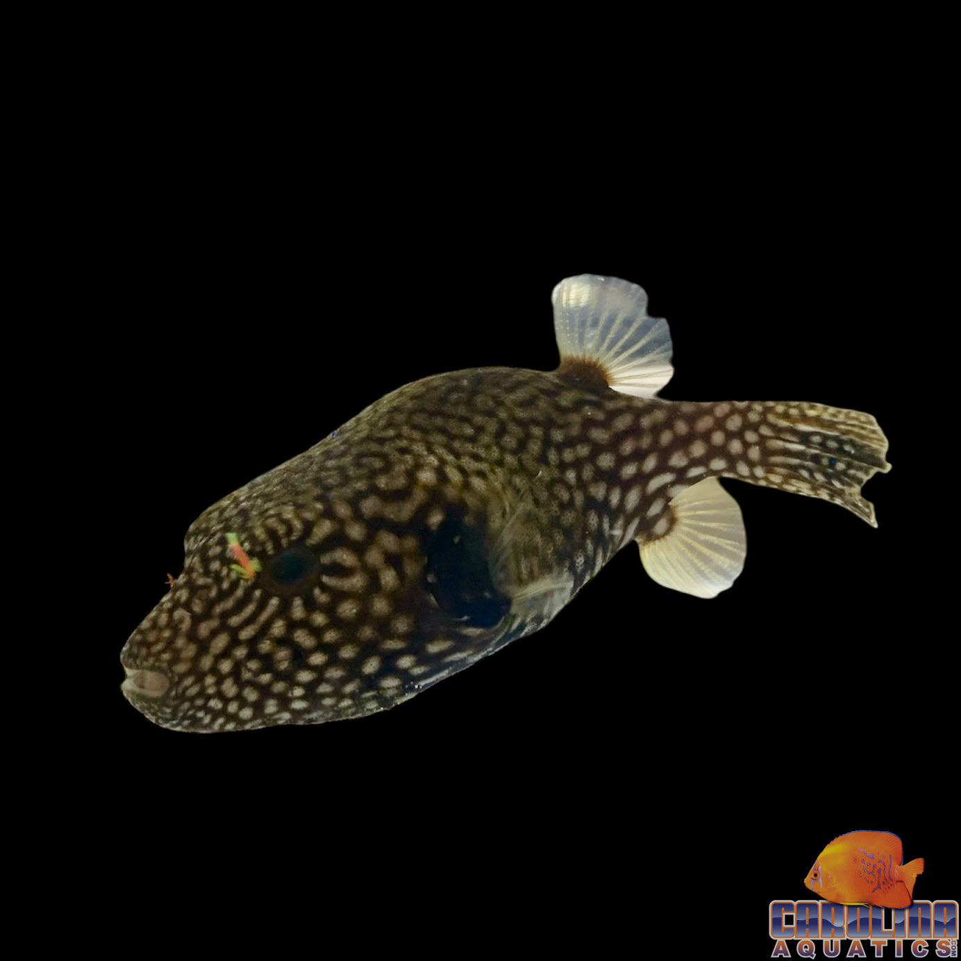 Puffer - Dogface Mappa