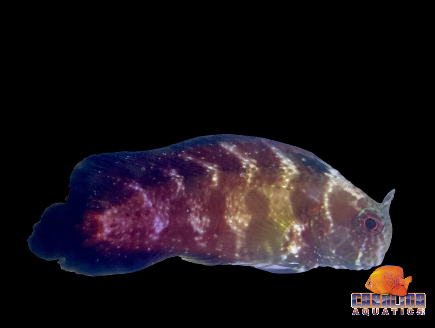 Blenny - Sailfin Black