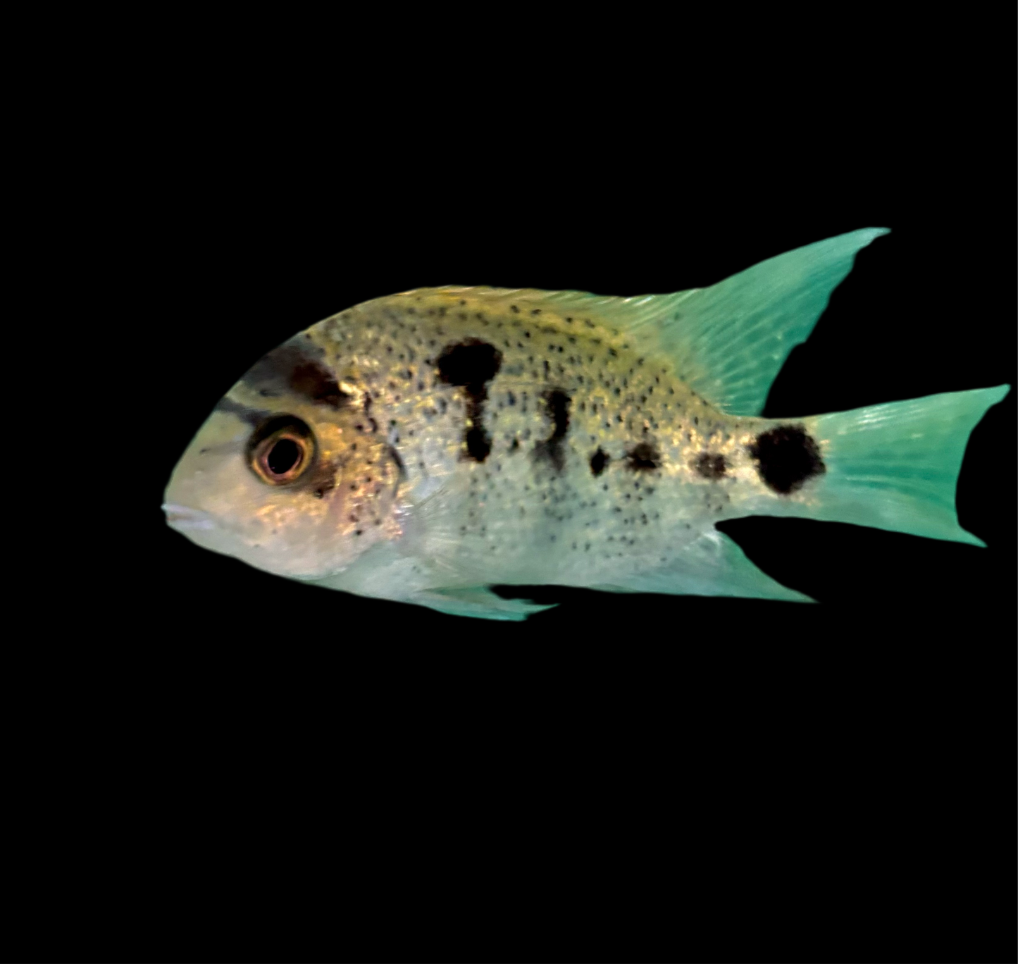 Cichlid - Silver Argentea 3in