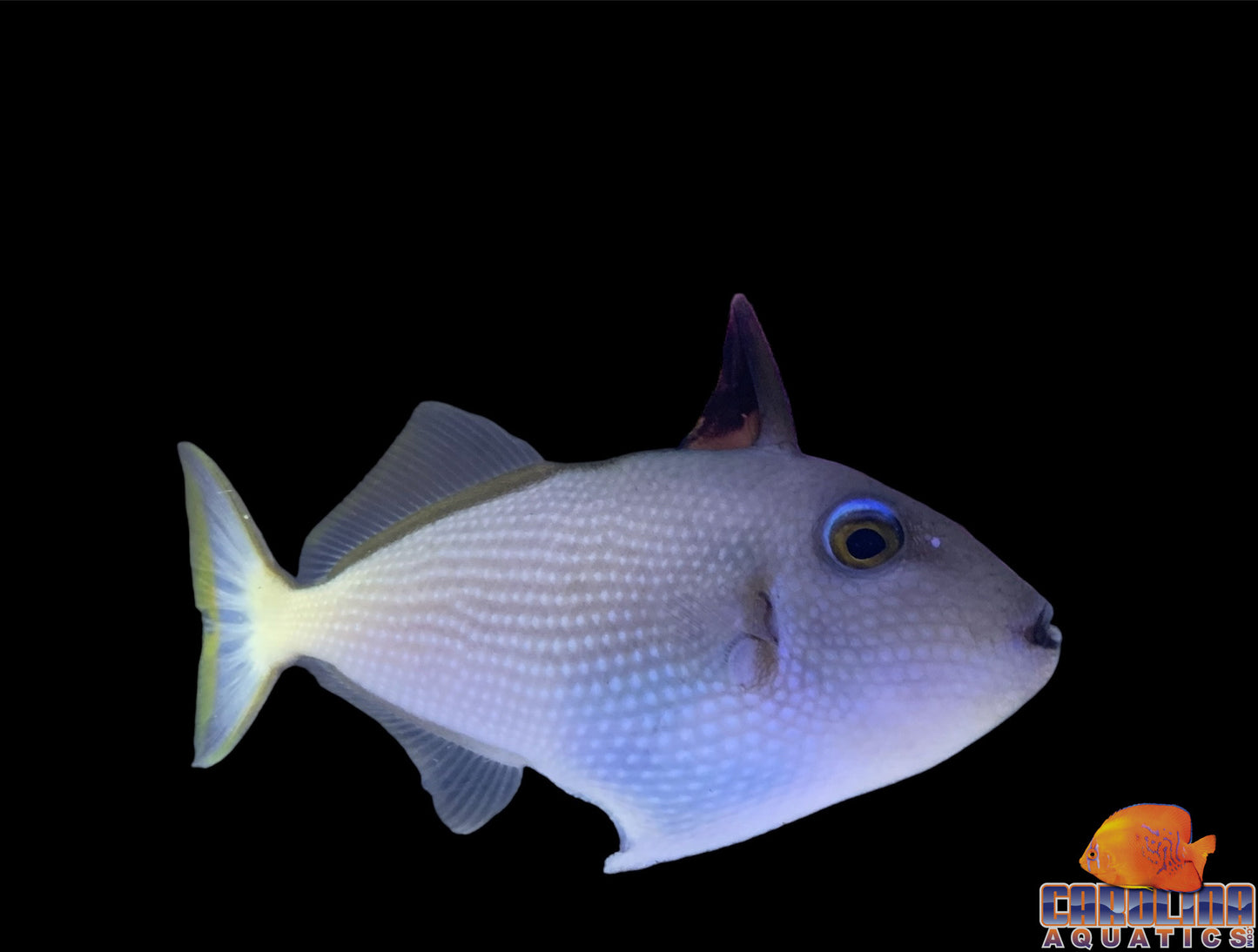 Trigger - Blue Jaw Female
