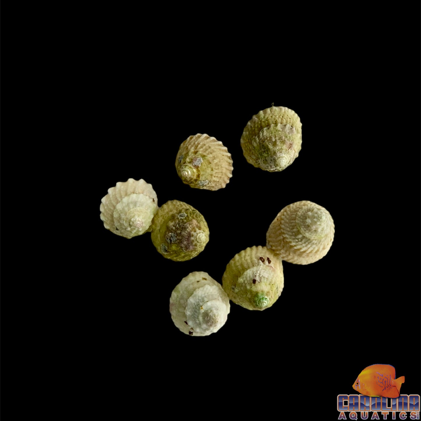 Snail - Astrea