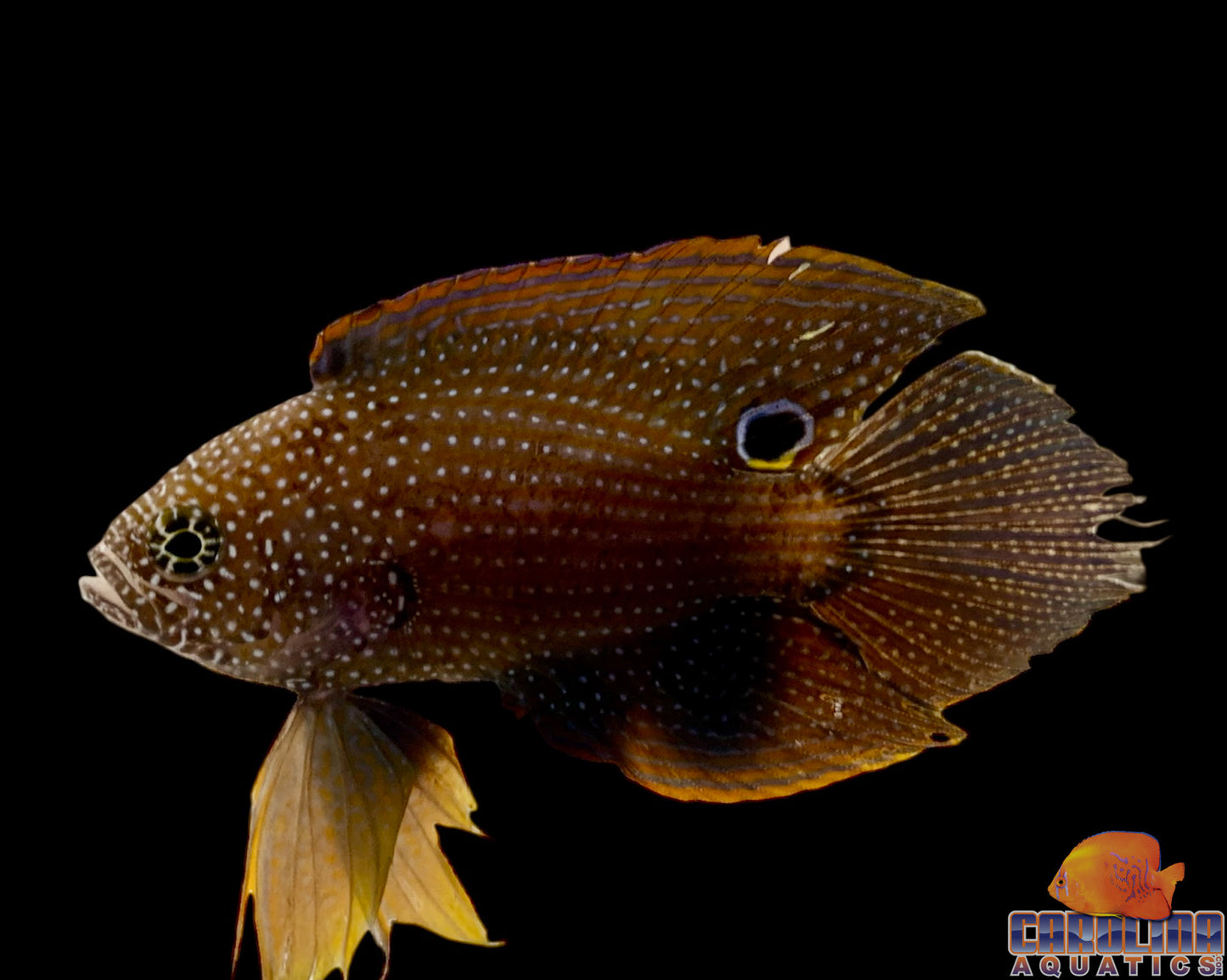 Grouper- Marine Betta Female