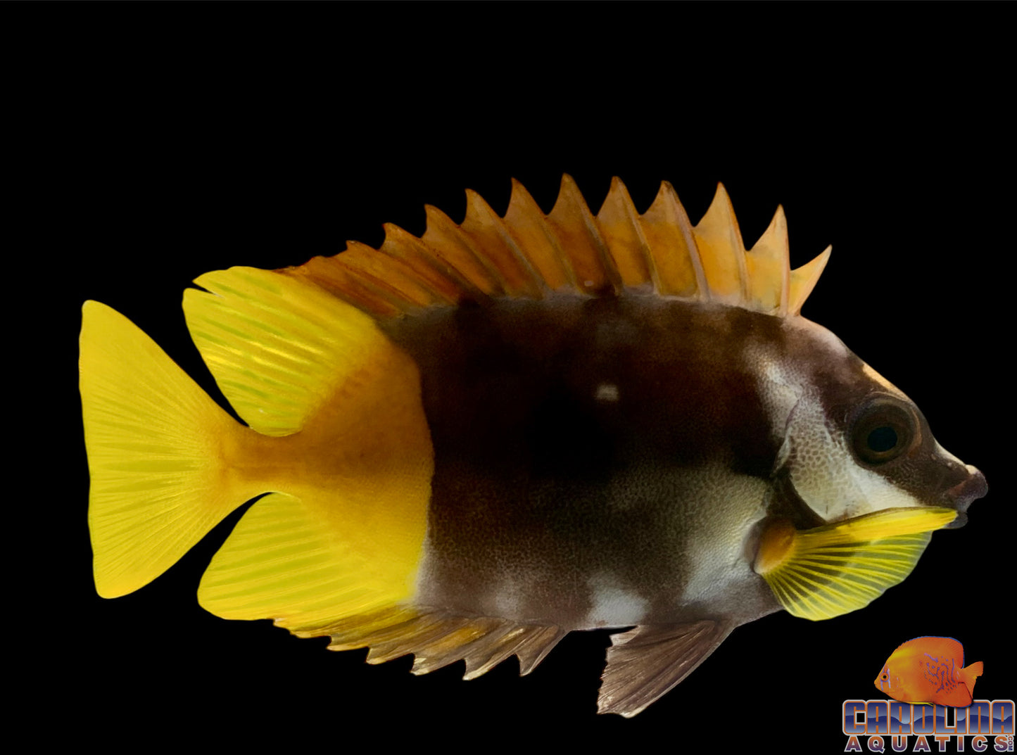 Foxface - Fiji XL