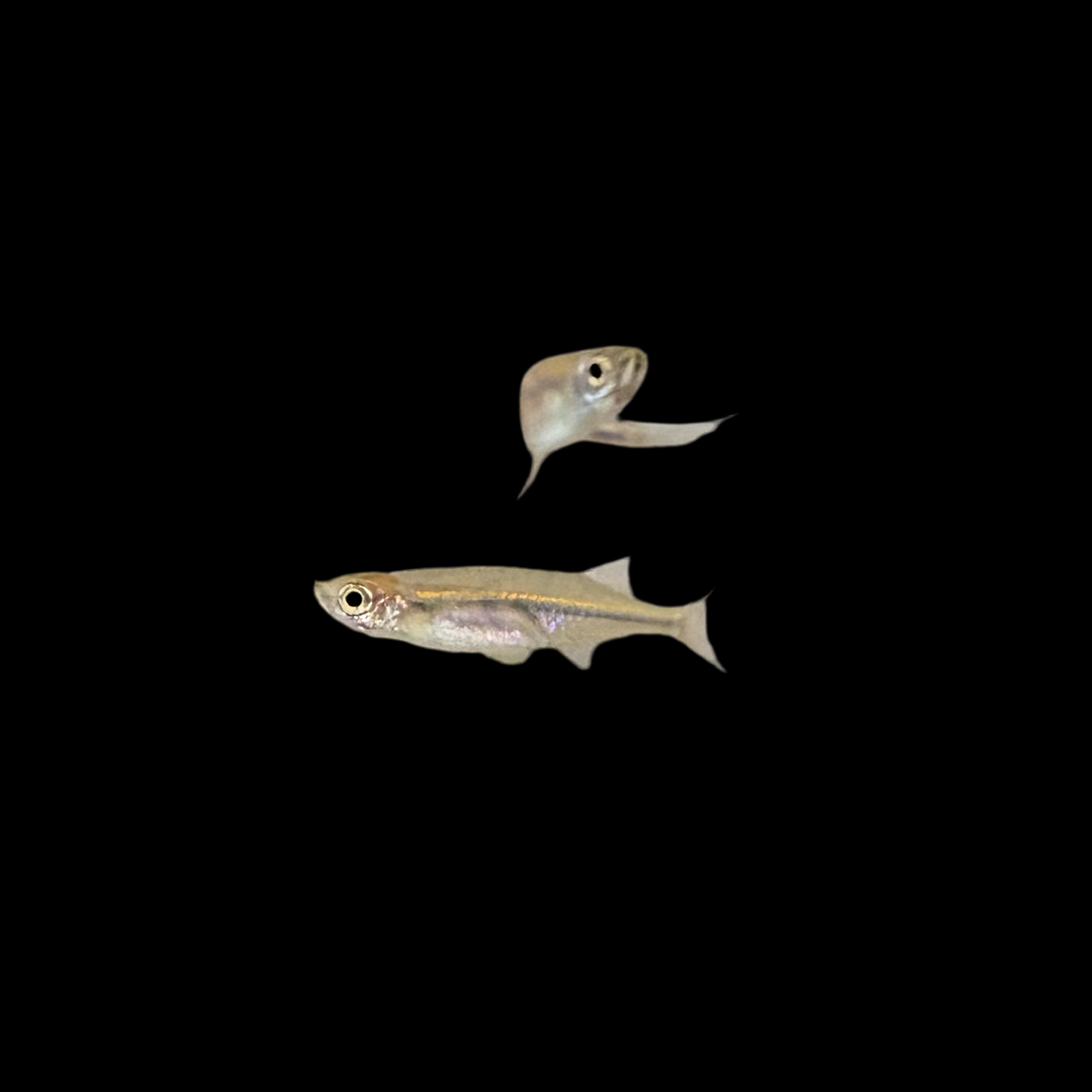 Danio - Orange Hatchet