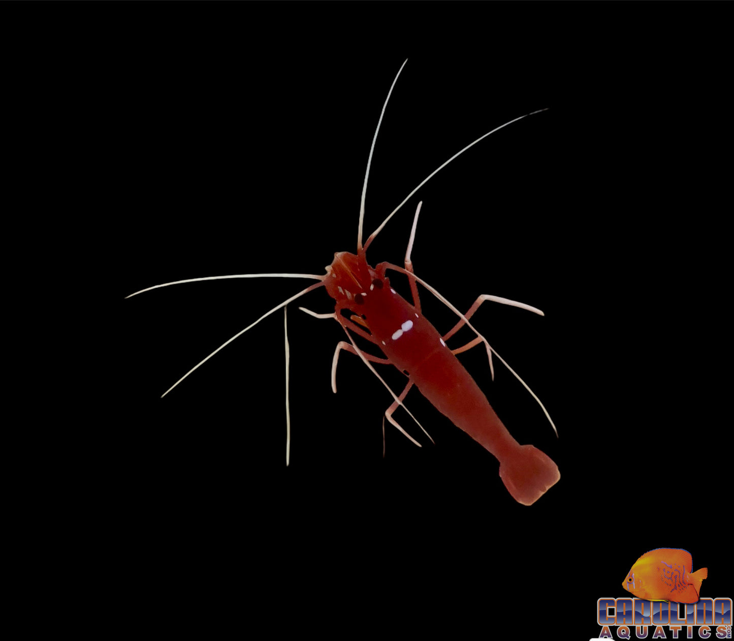 Shrimp - Fire