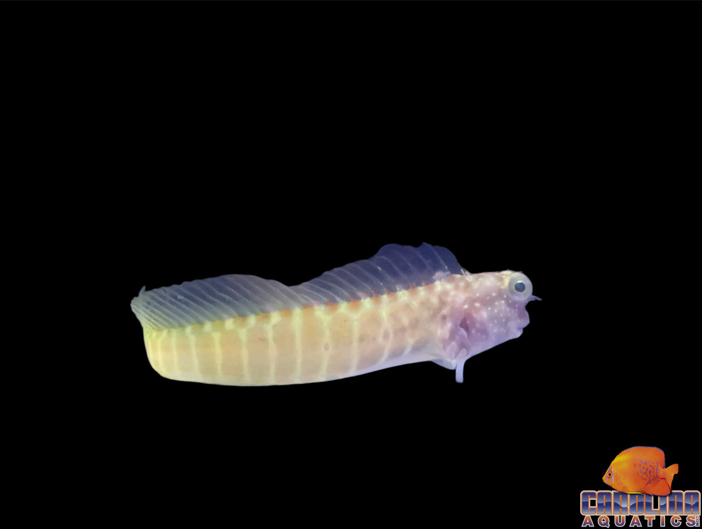 Blenny - Golden Tiger