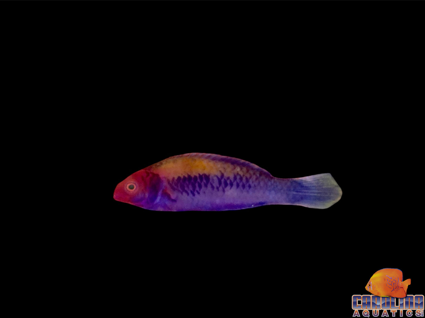Wrasse - Fairy Orange Back