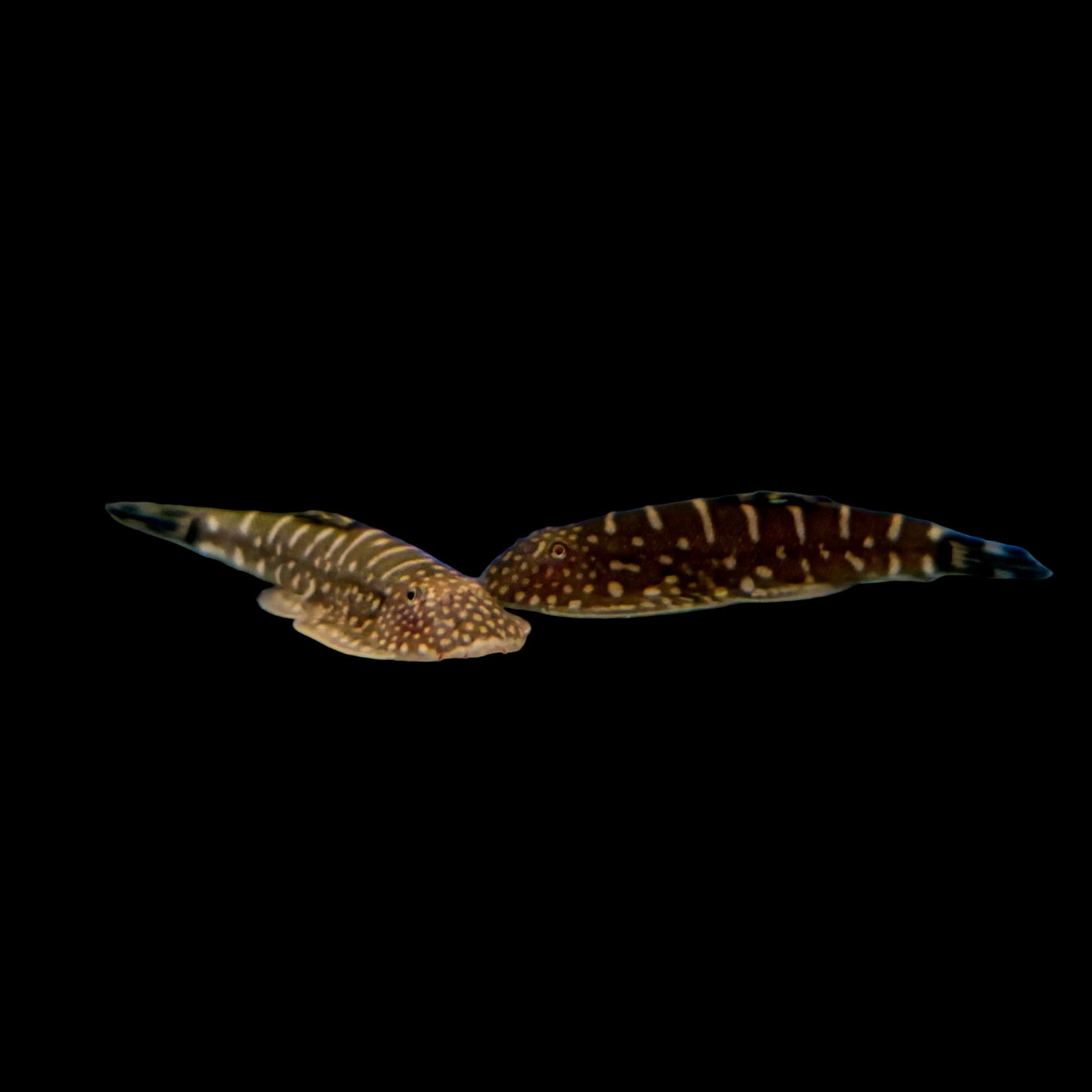 Loach - Hillstream Borneo Bluefin Zebra
