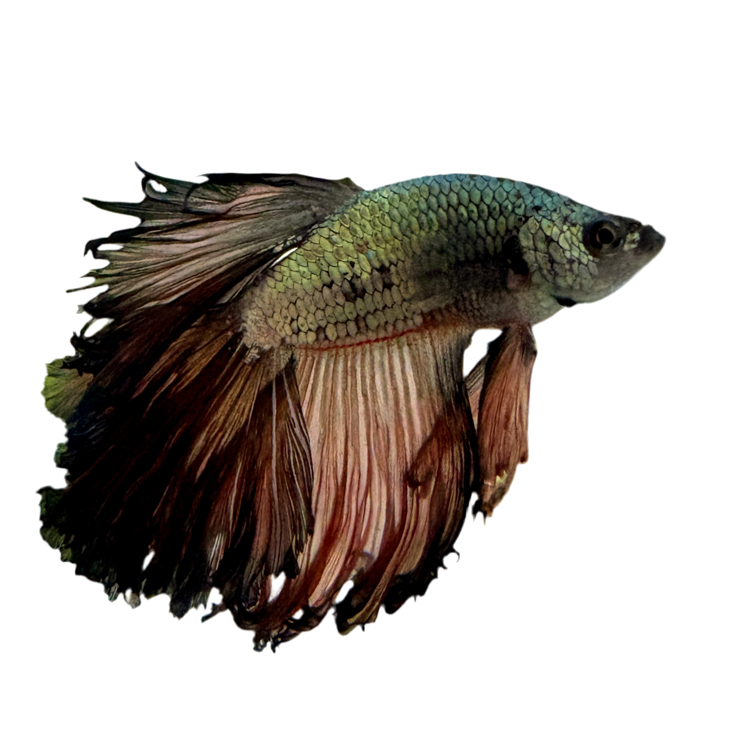 Betta - Copper Halfmoon