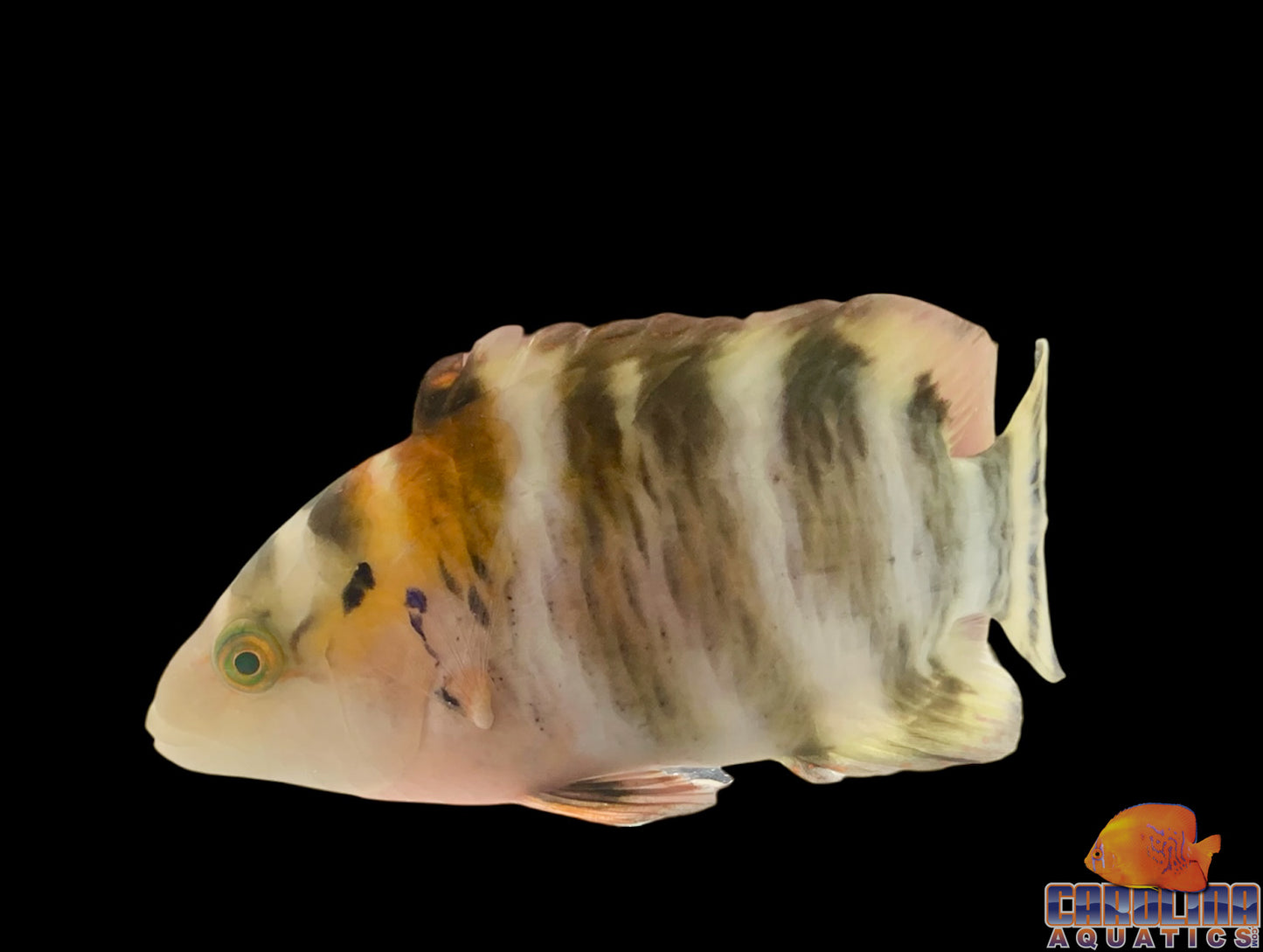 Wrasse - Red Breasted