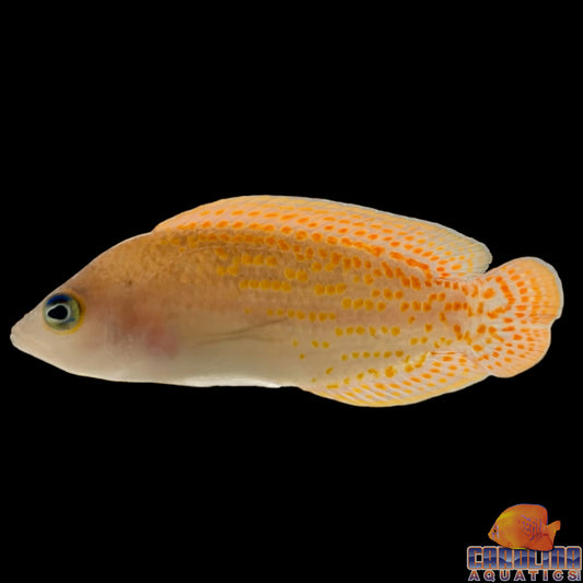 Dottyback - Red Spotted
